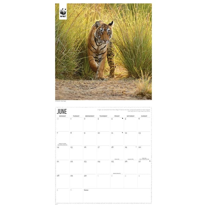 WWF Tigers Calendar 2027