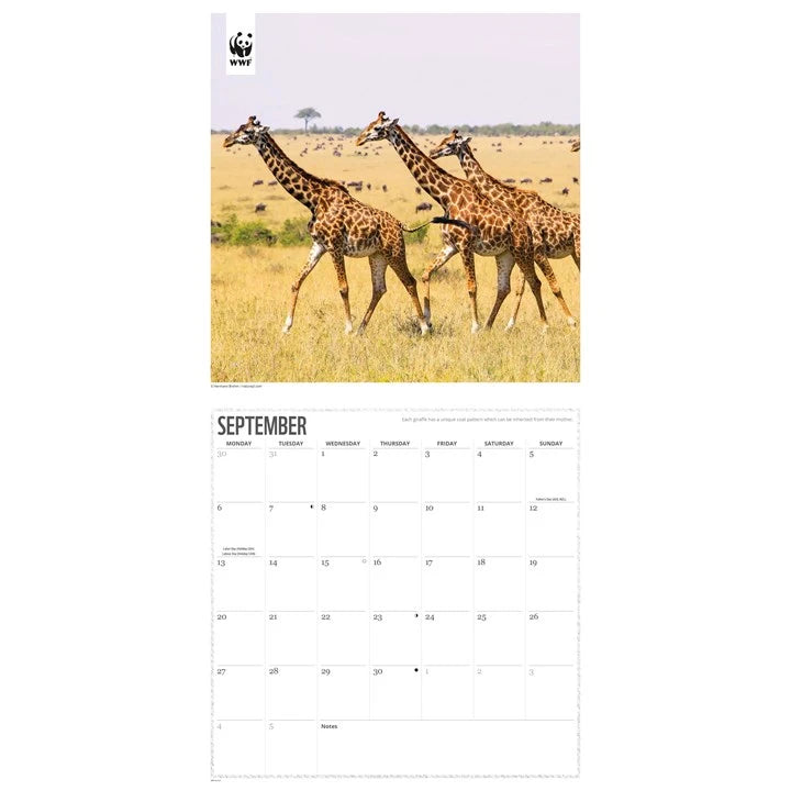 WWF Giraffes Calendar 2027