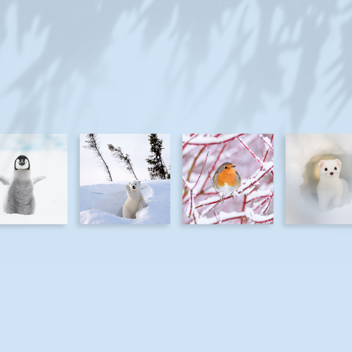 Snowy Stoat Cards (Pack of 8)