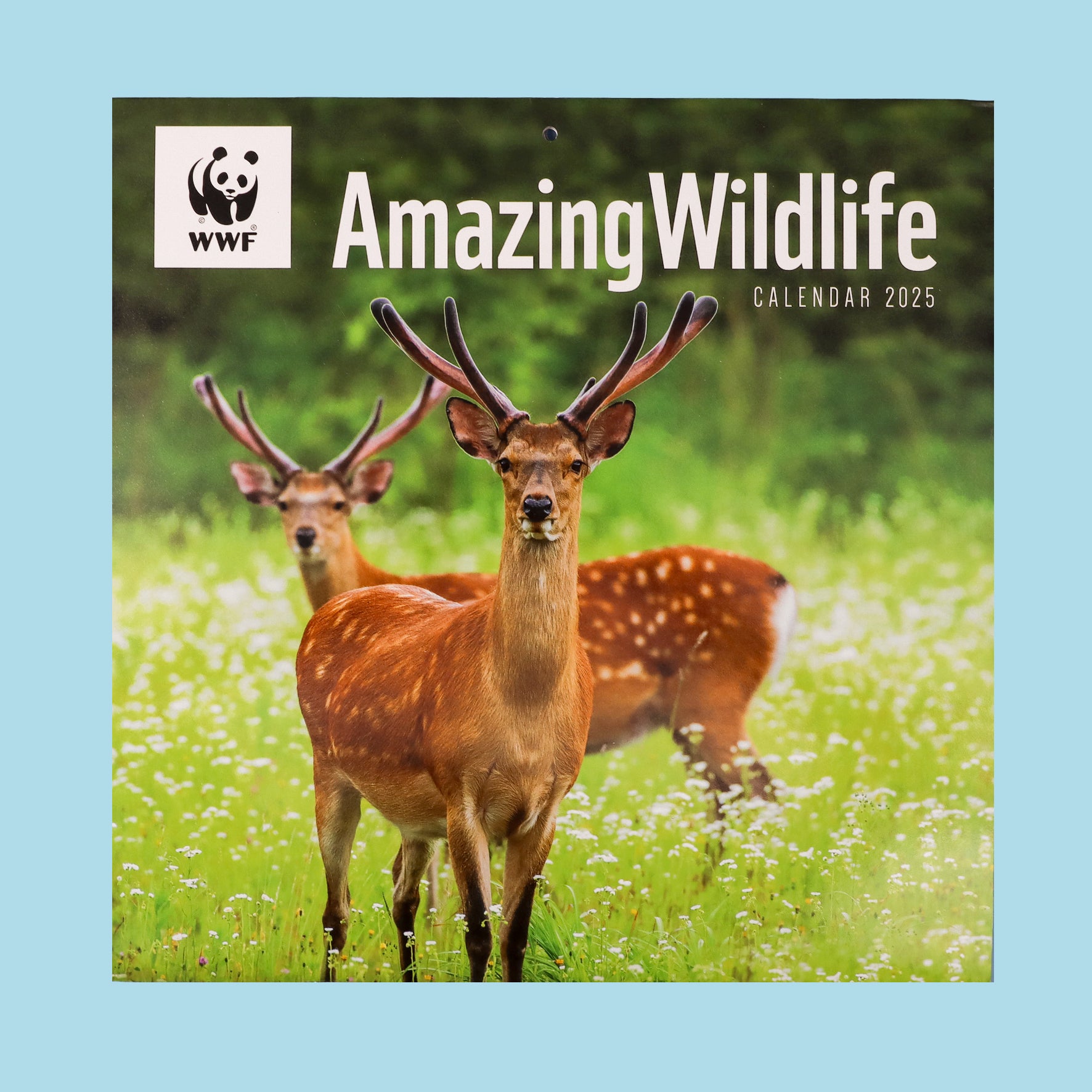 Amazing Wildlife Wall Calendar 2025