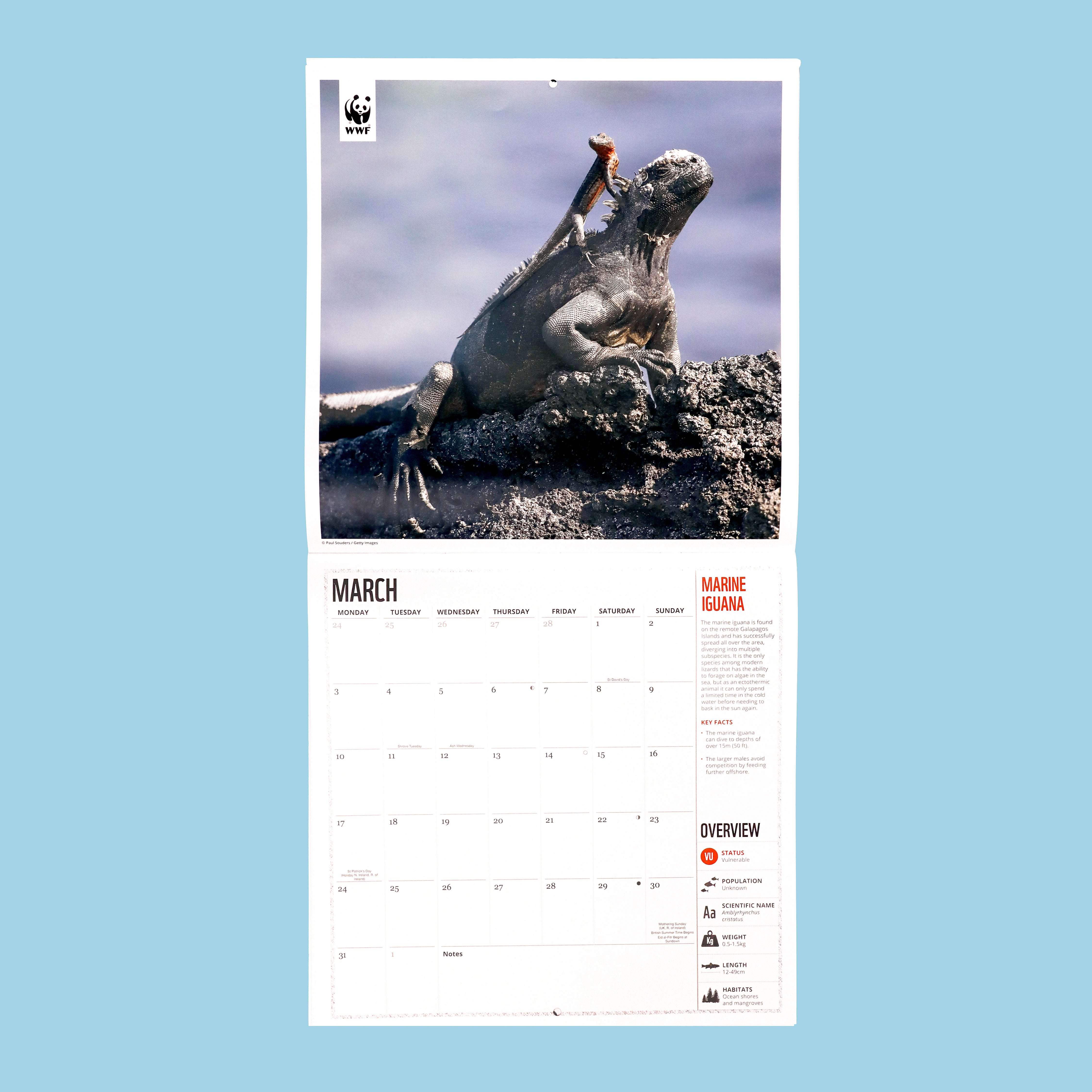 Amazing Wildlife Wall Calendar 2025