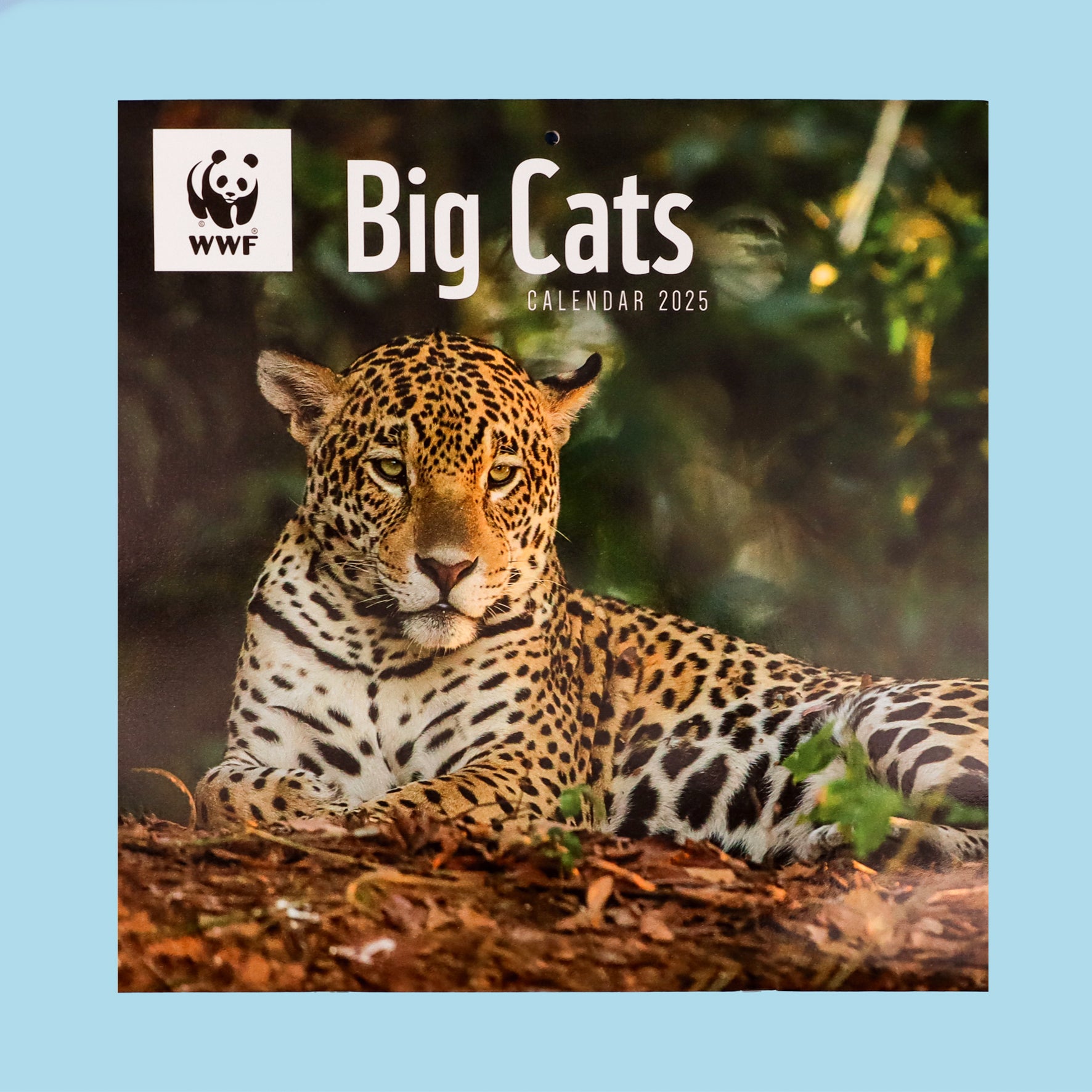 Big Cats Wall Calendar 2025