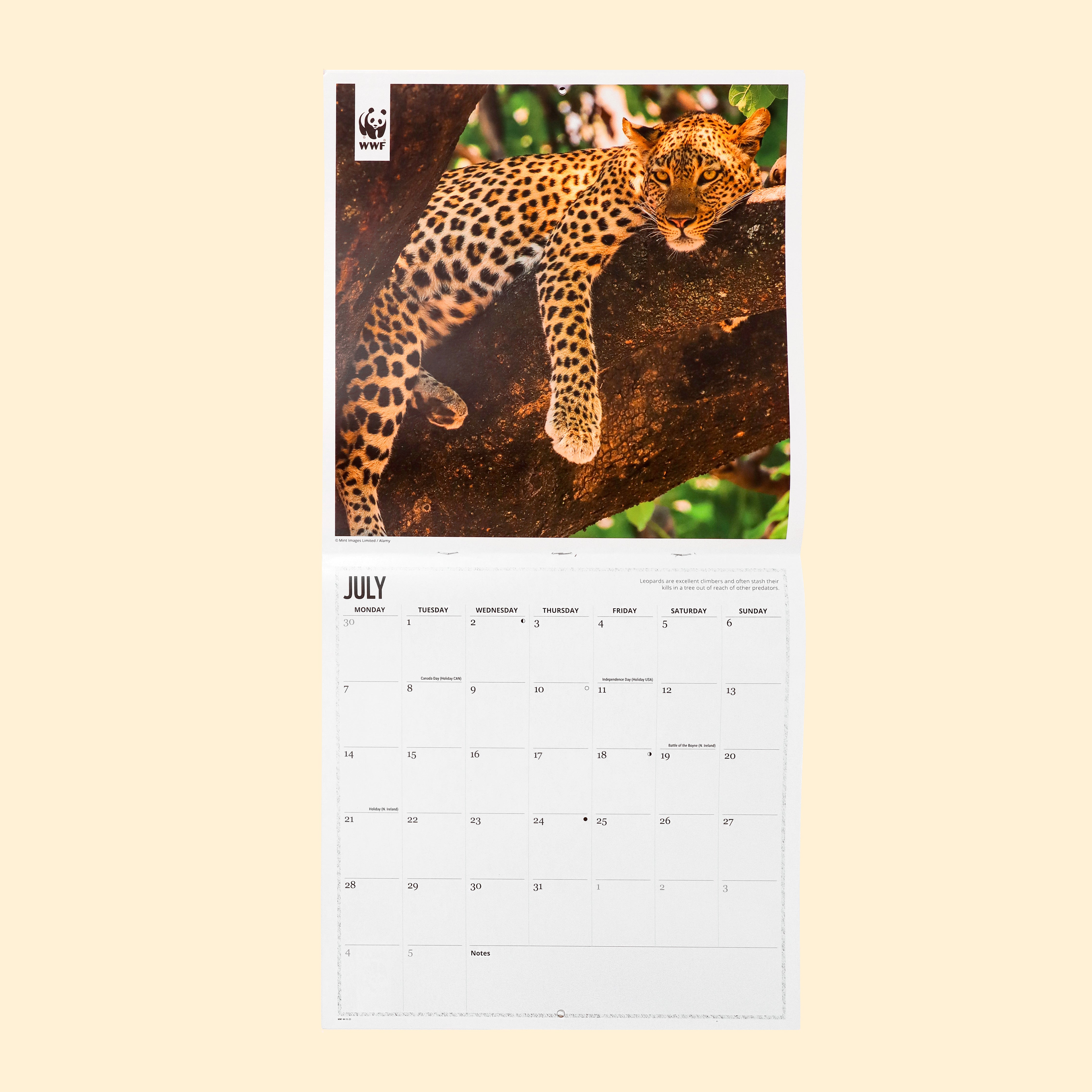 Big Cats Wall Calendar 2025