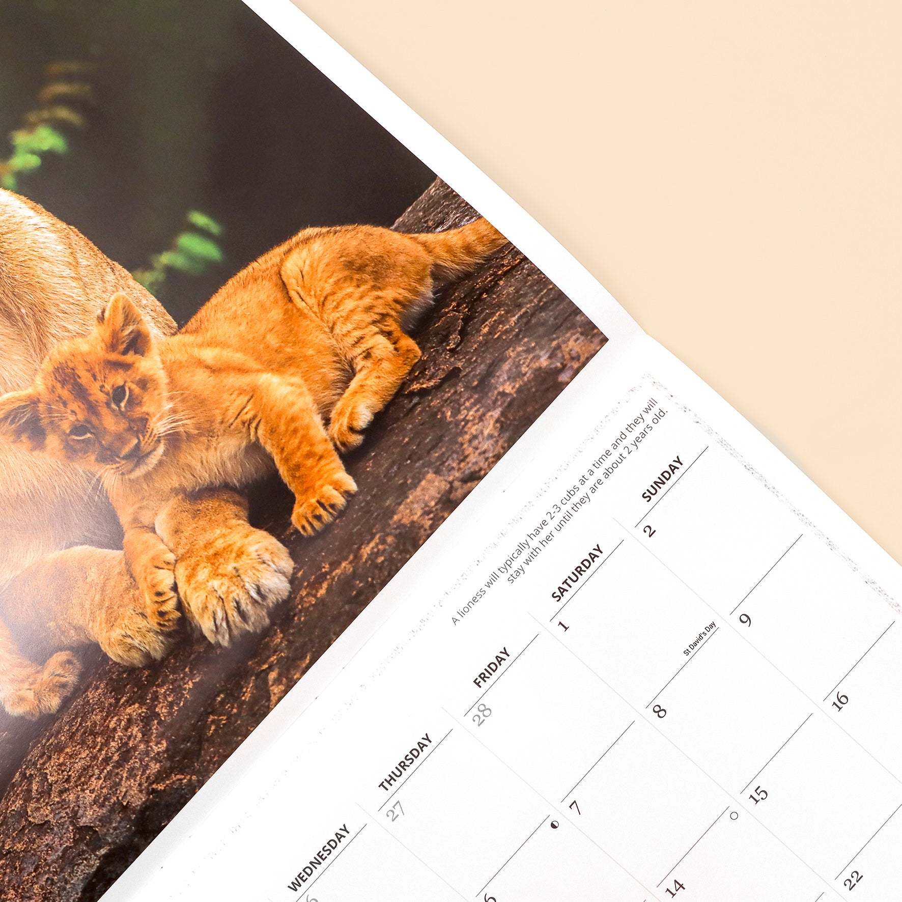 Big Cats Wall Calendar 2025