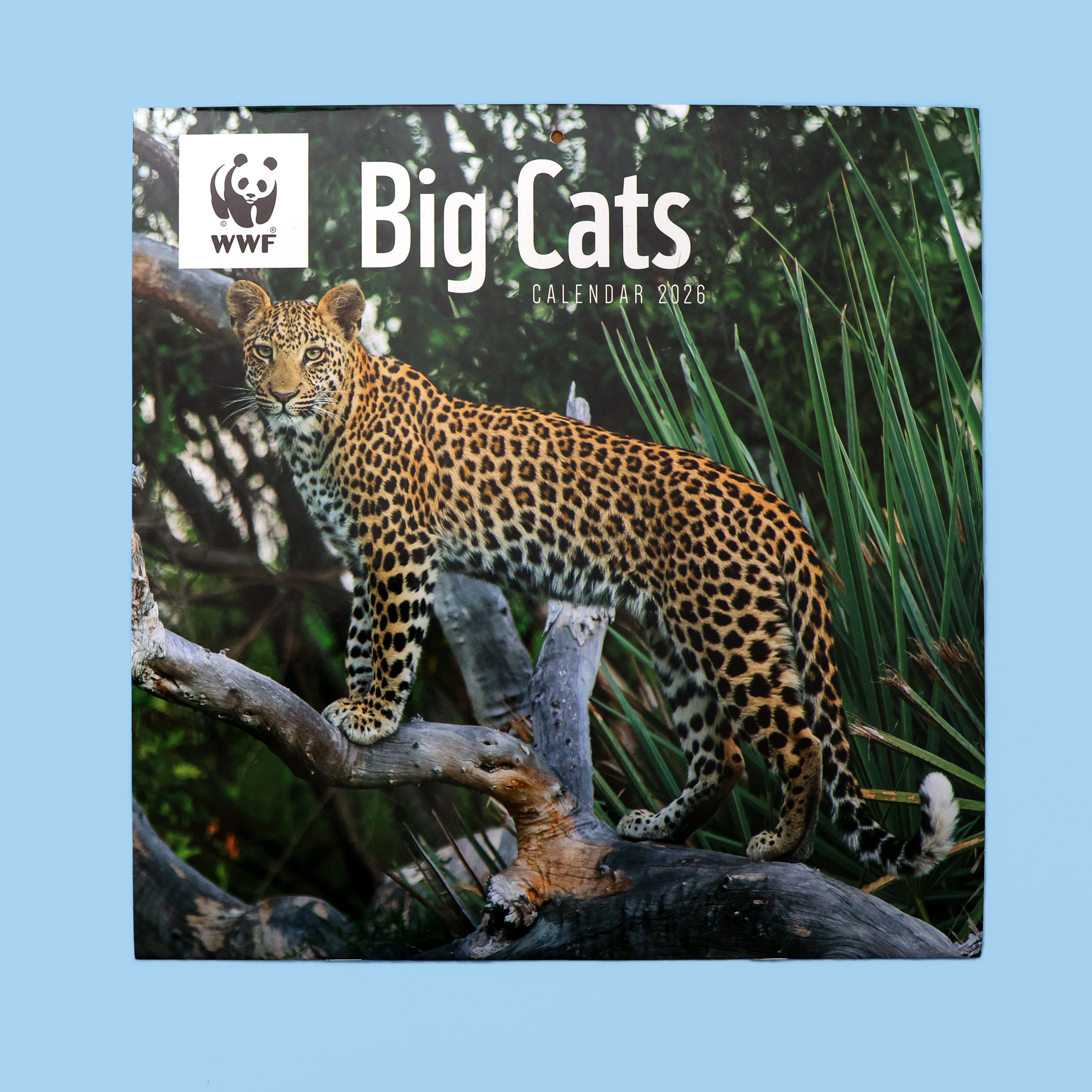 Big Cats Wall Calendar 2026