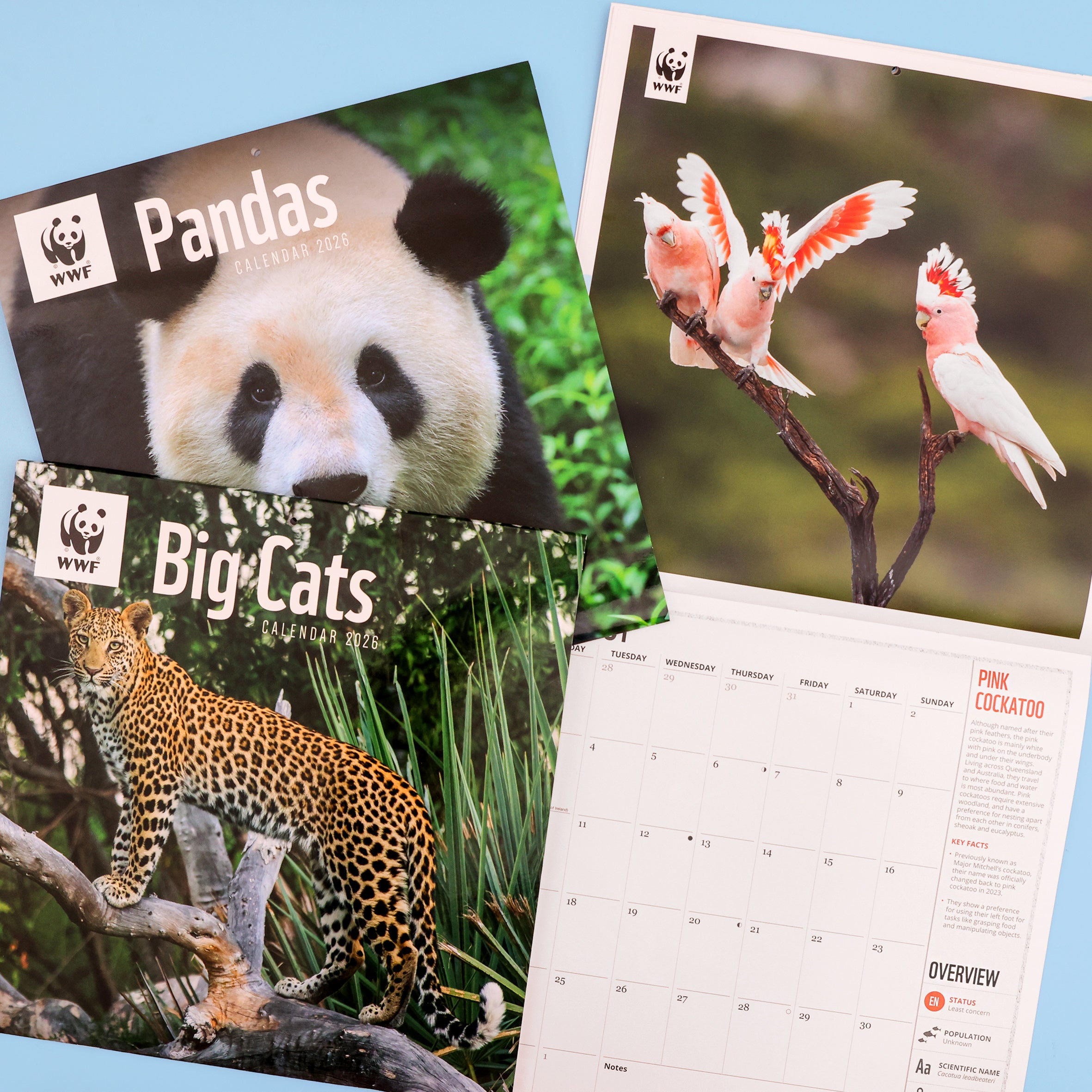 Panda Wall Calendar 2026