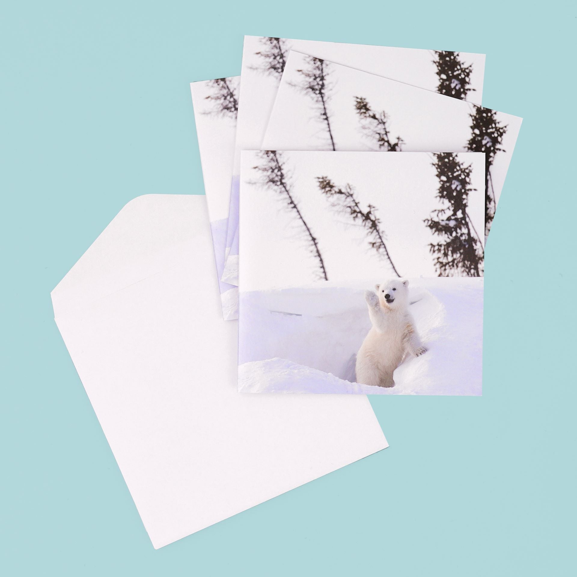 Season's Greetings Cards (Pack of 8)