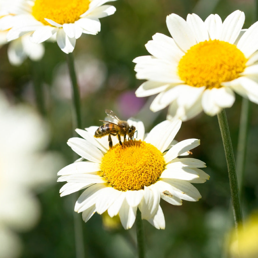 Seedball Wildflower Grow Kit - Chamomile