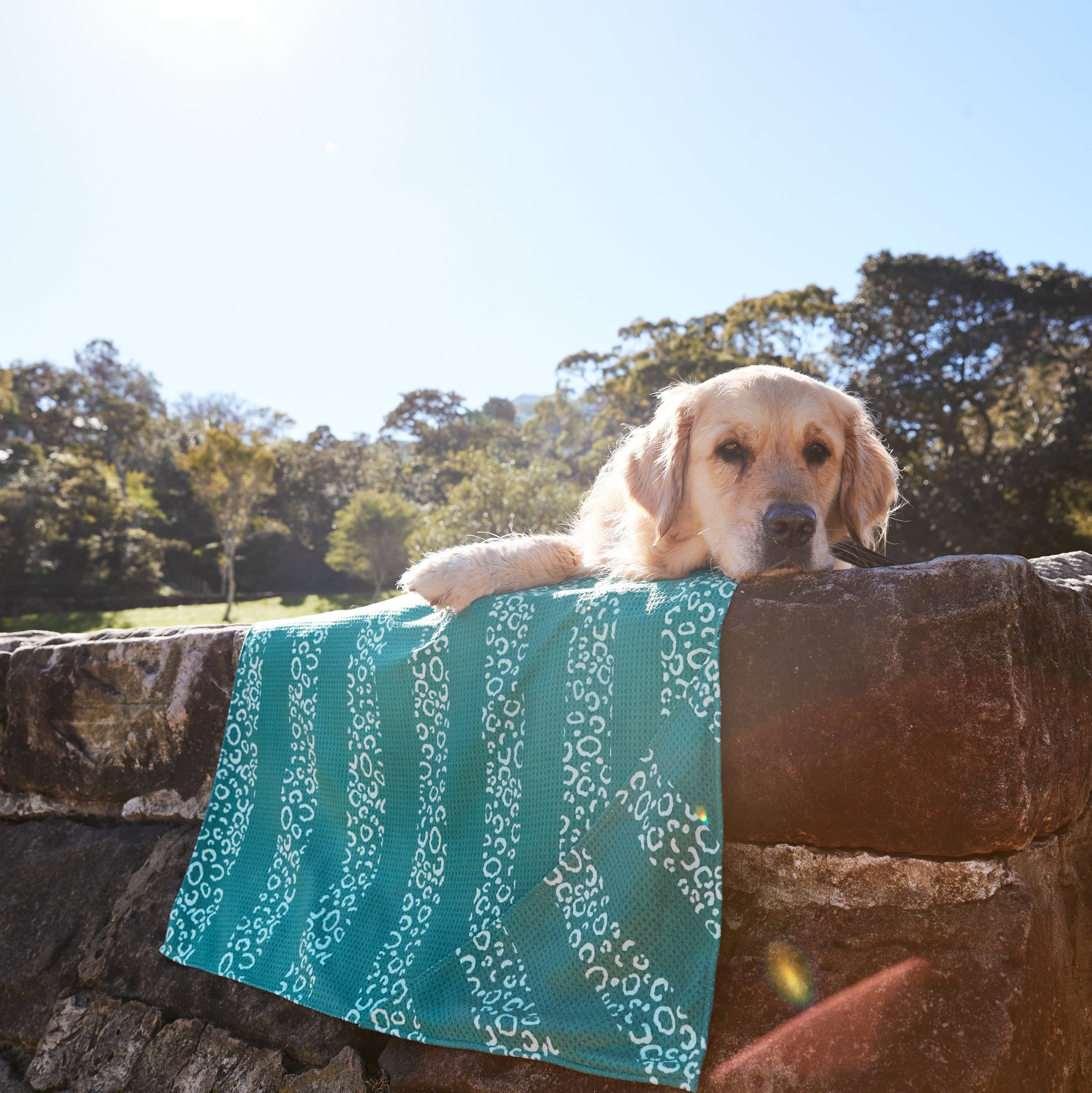 Medium Dog Towel - Woofs Go Wild