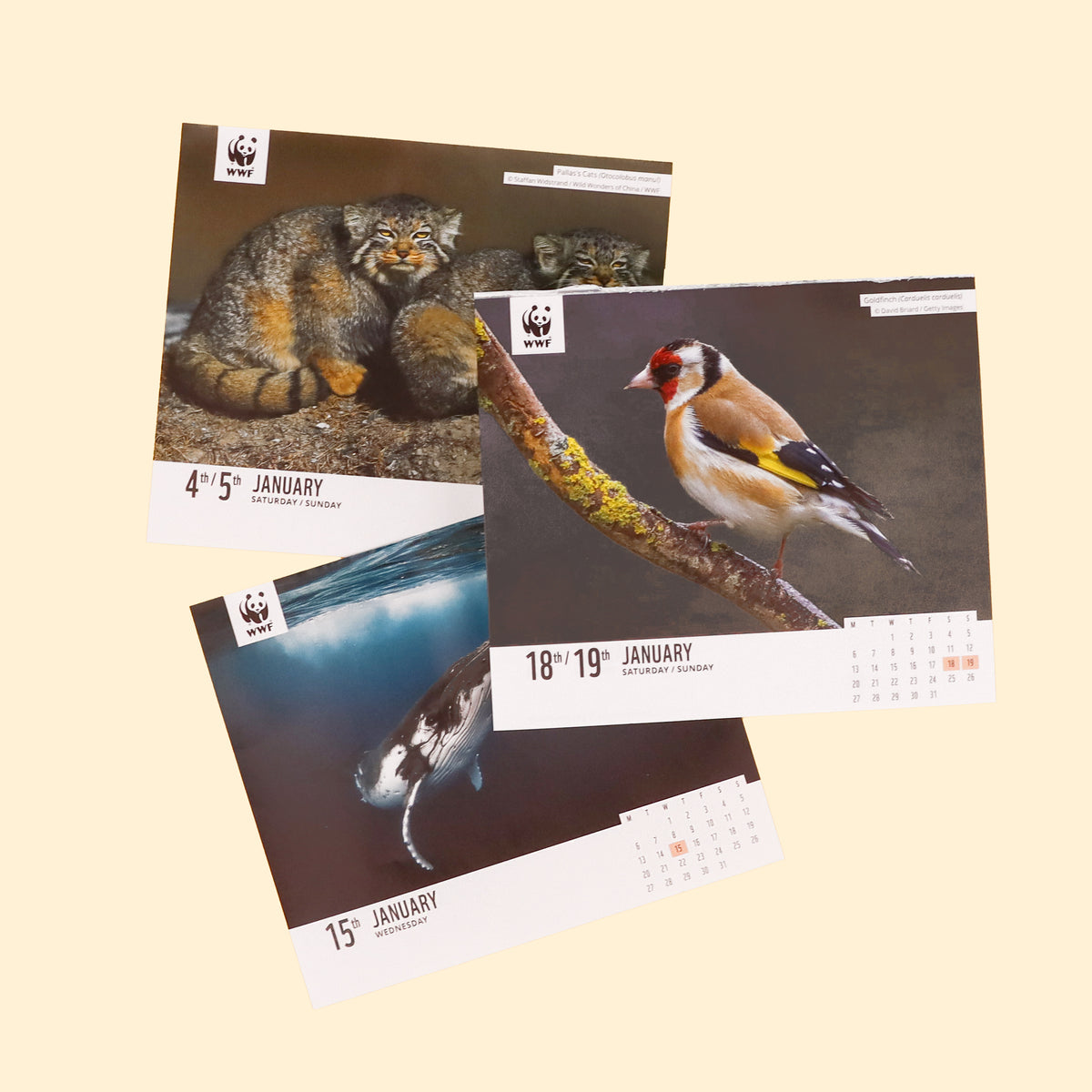 Natural World Desk Calendar Diary 2025 Wwf Desk Calendar 2025