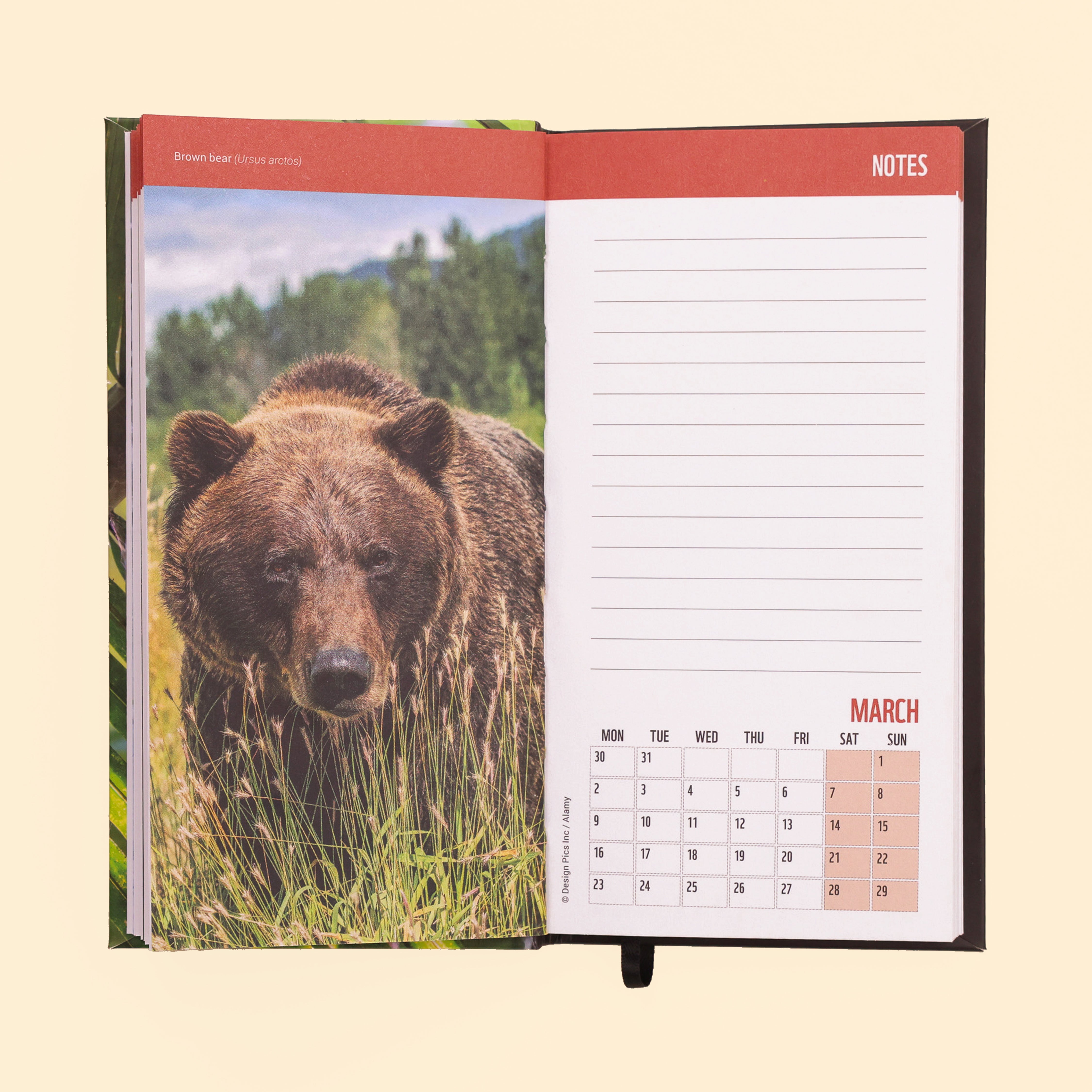 Wild and Free Slim Pocket Diary 2026