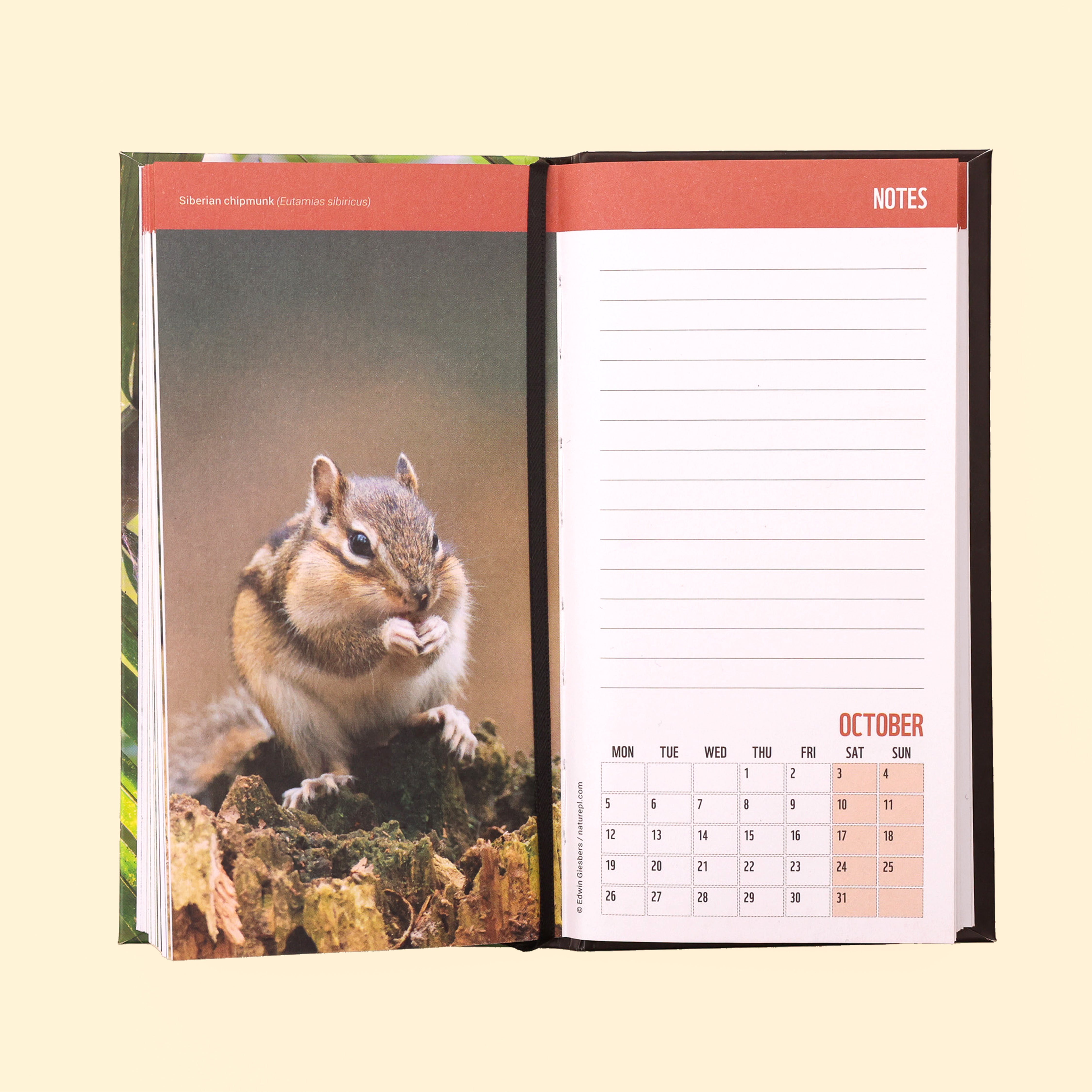 Wild and Free Slim Pocket Diary 2026