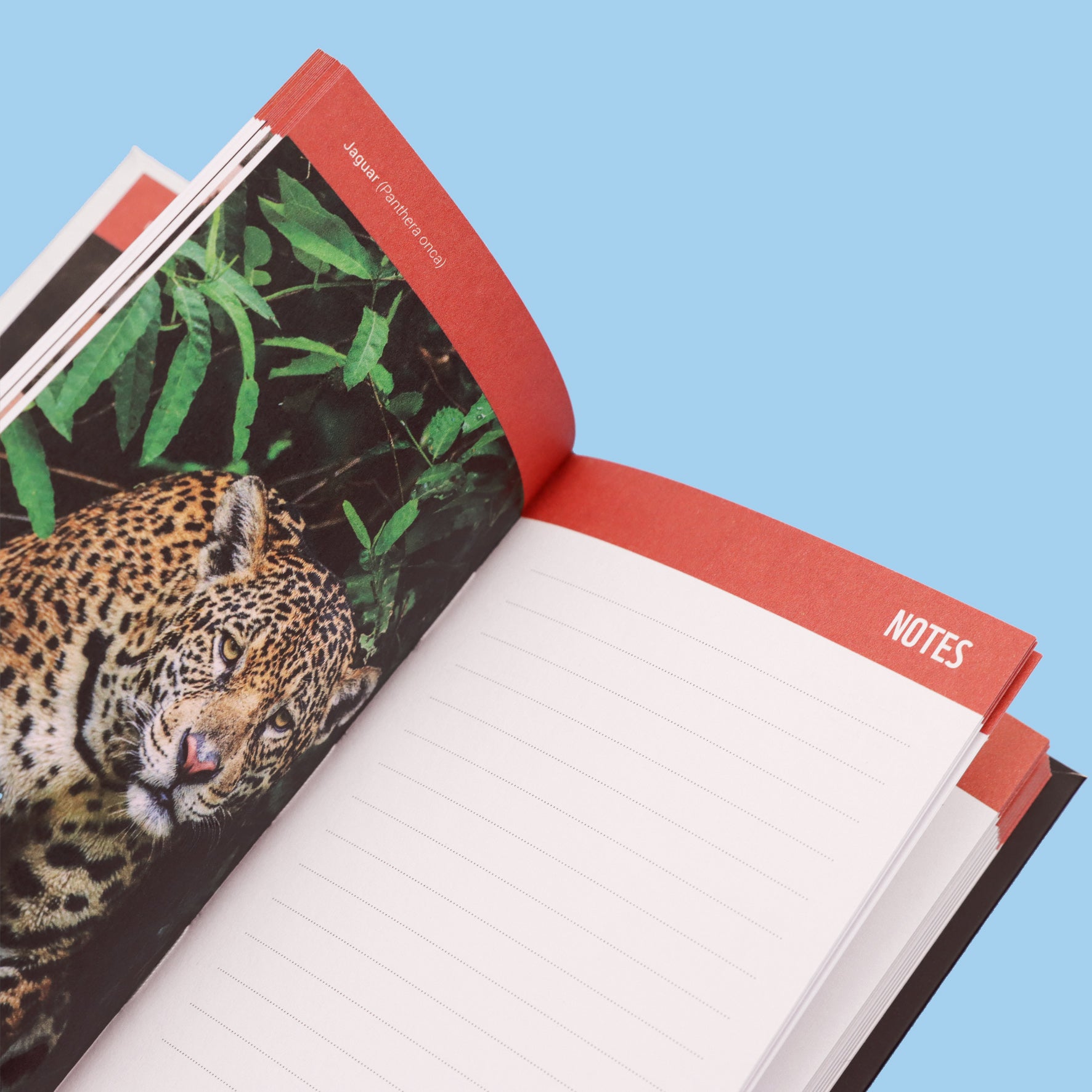 Wild and Free Slim Pocket Diary 2025