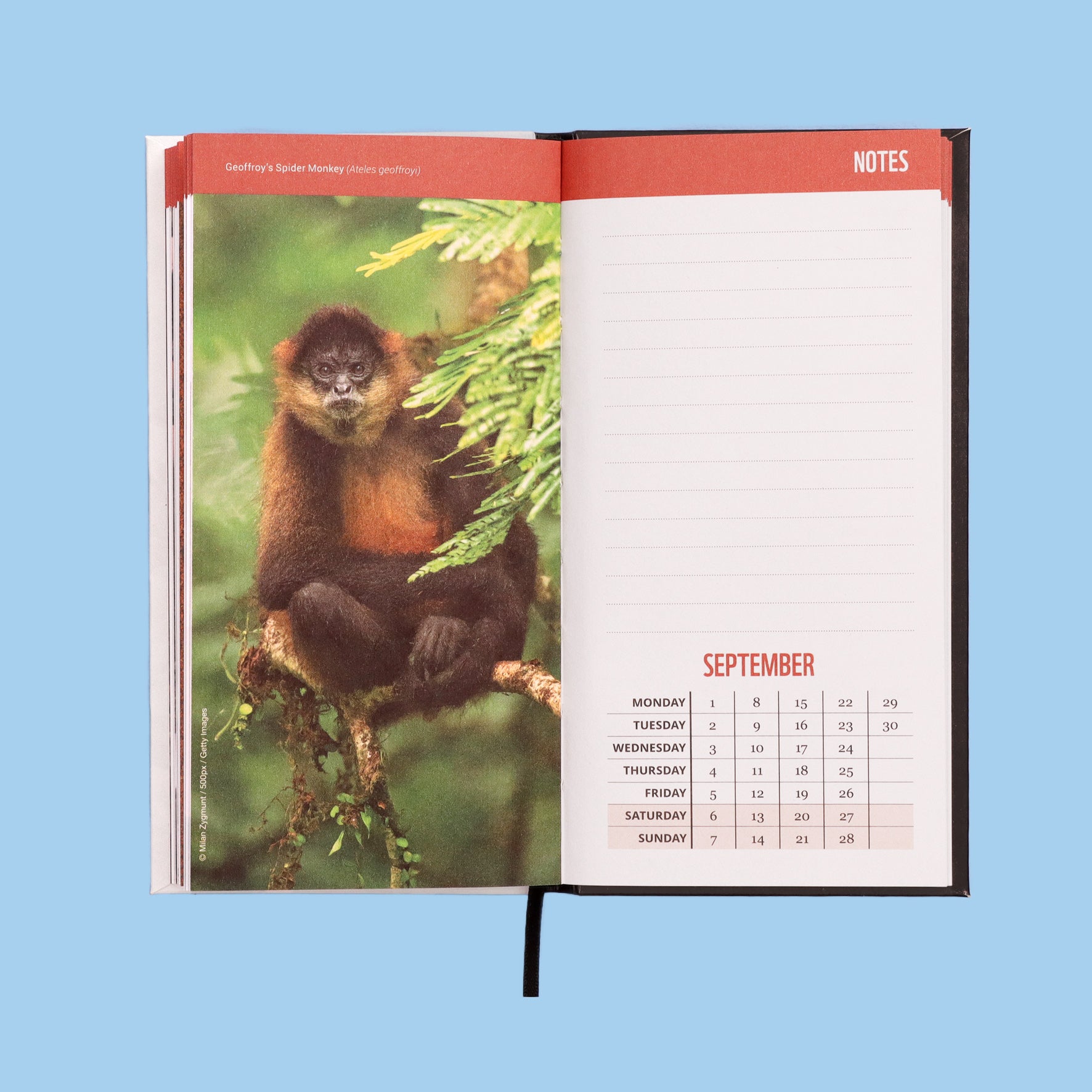 Wild and Free Slim Pocket Diary 2025