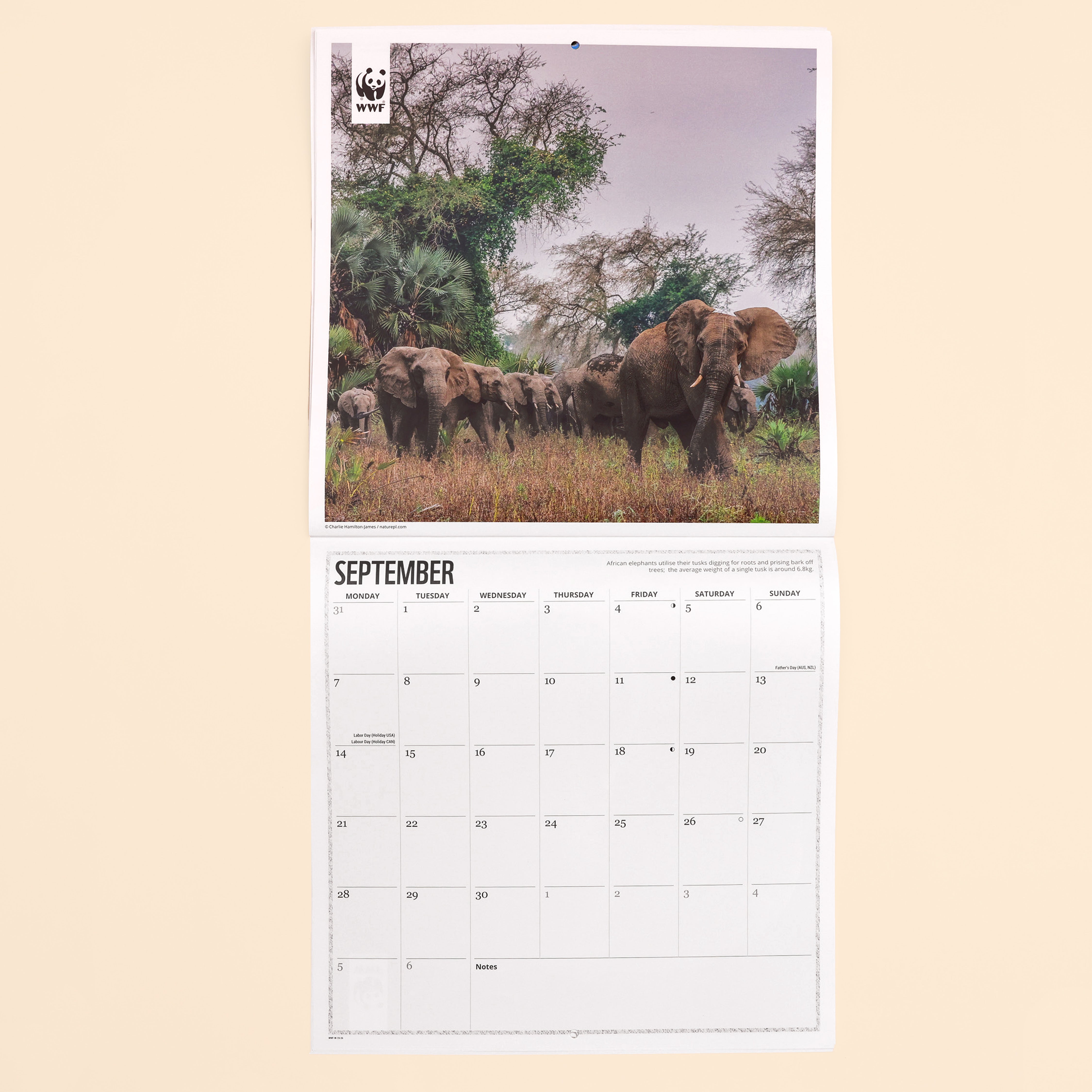 Elephants Wall Calendar 2026