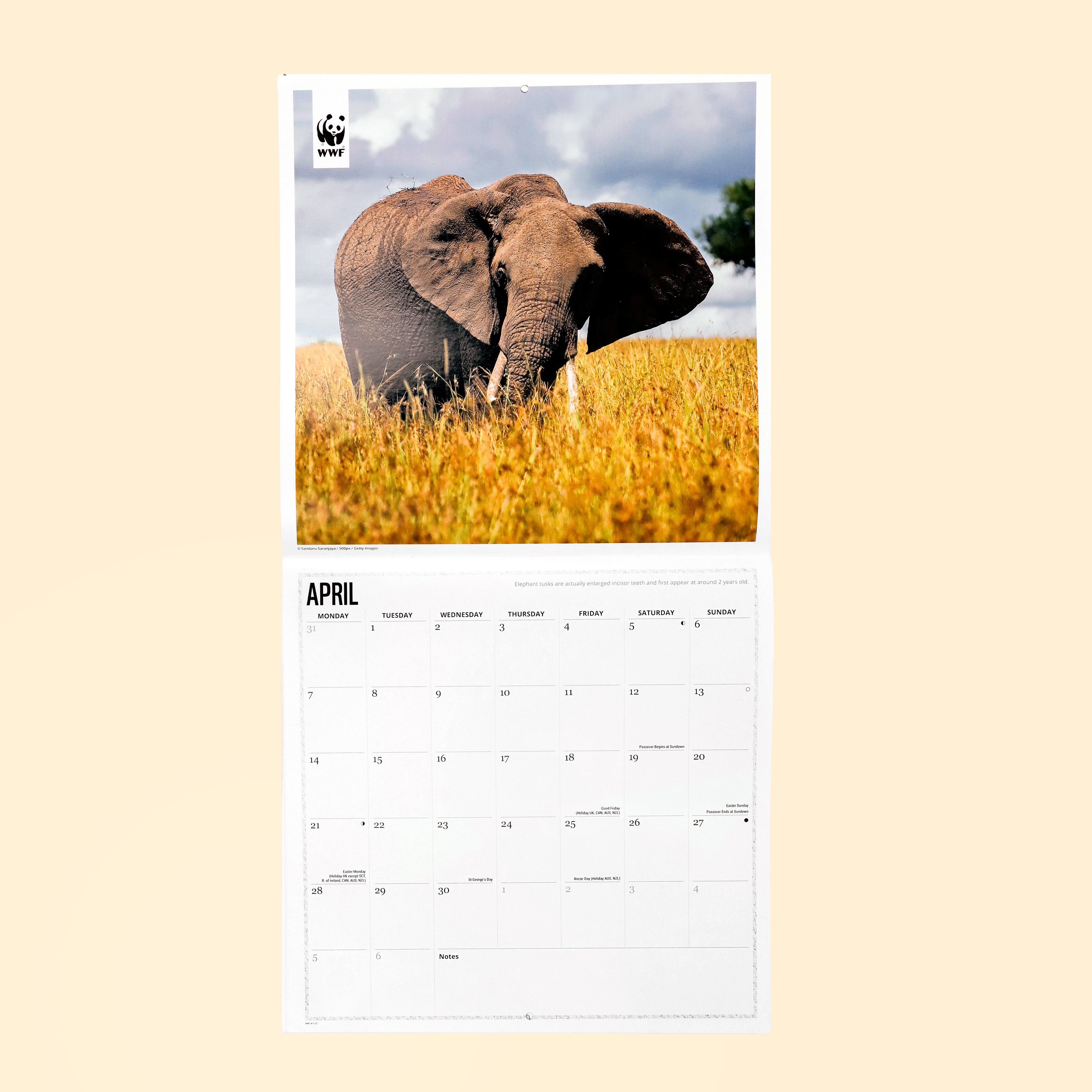 Elephants Wall Calendar 2025