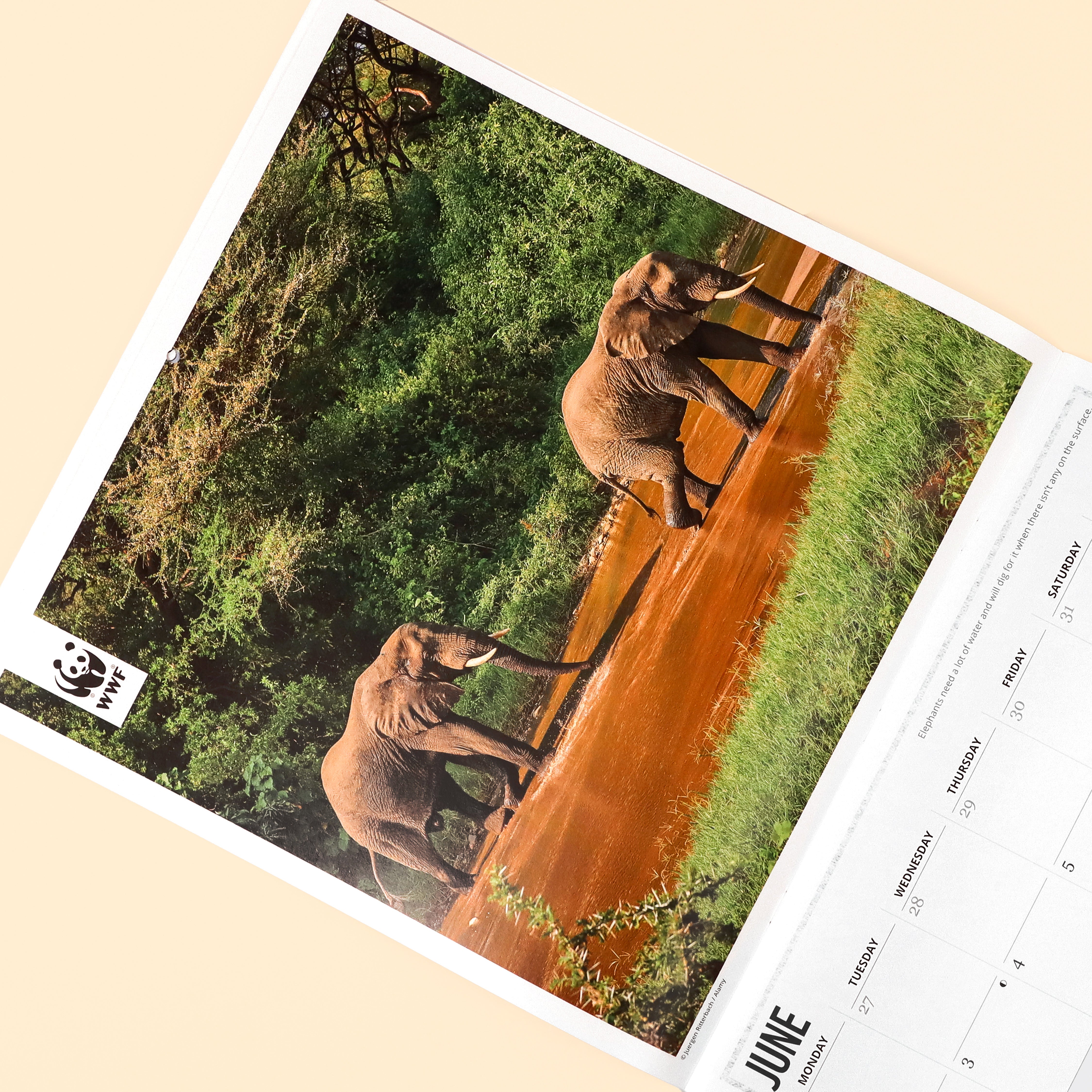 Elephants Wall Calendar 2025