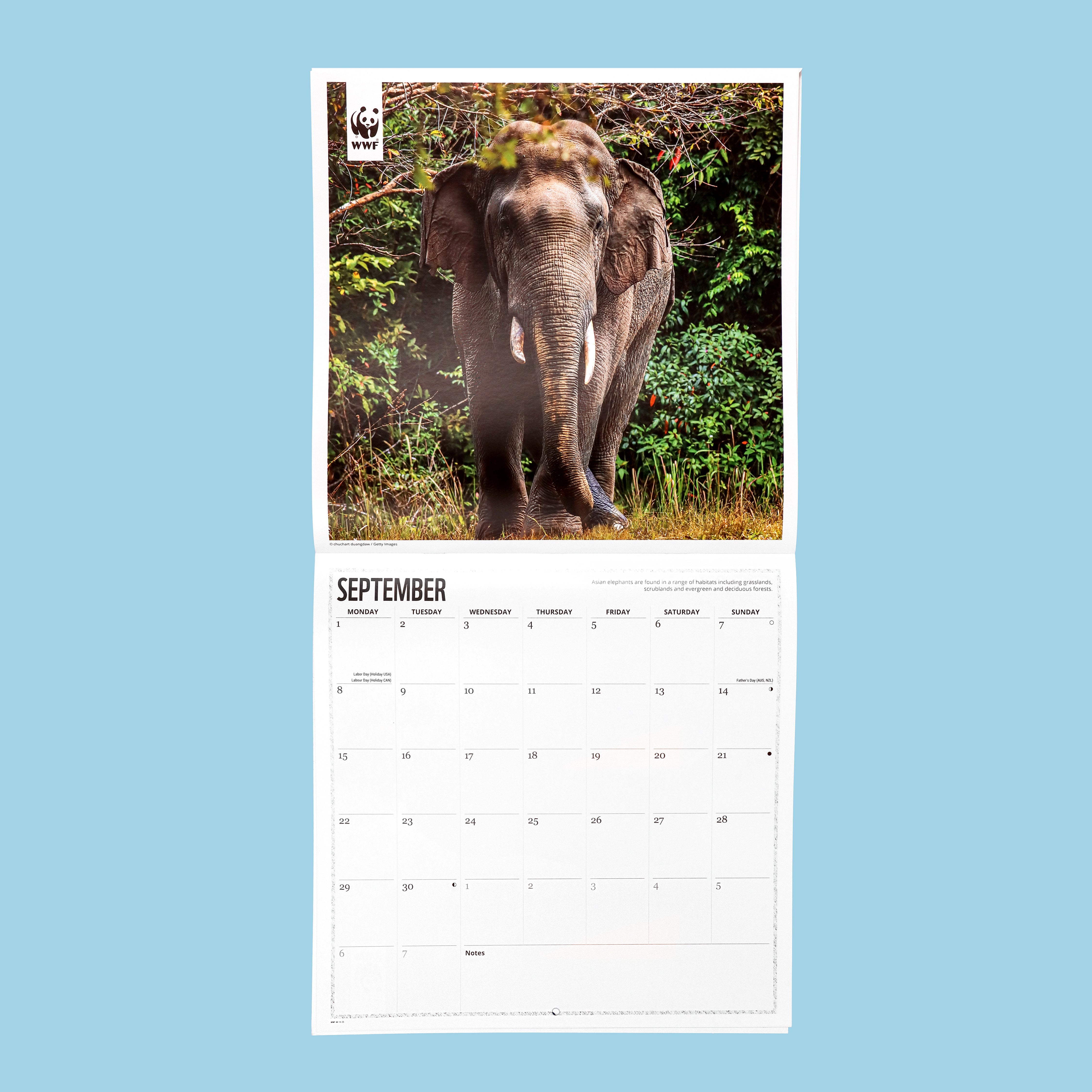 Elephants Wall Calendar 2025