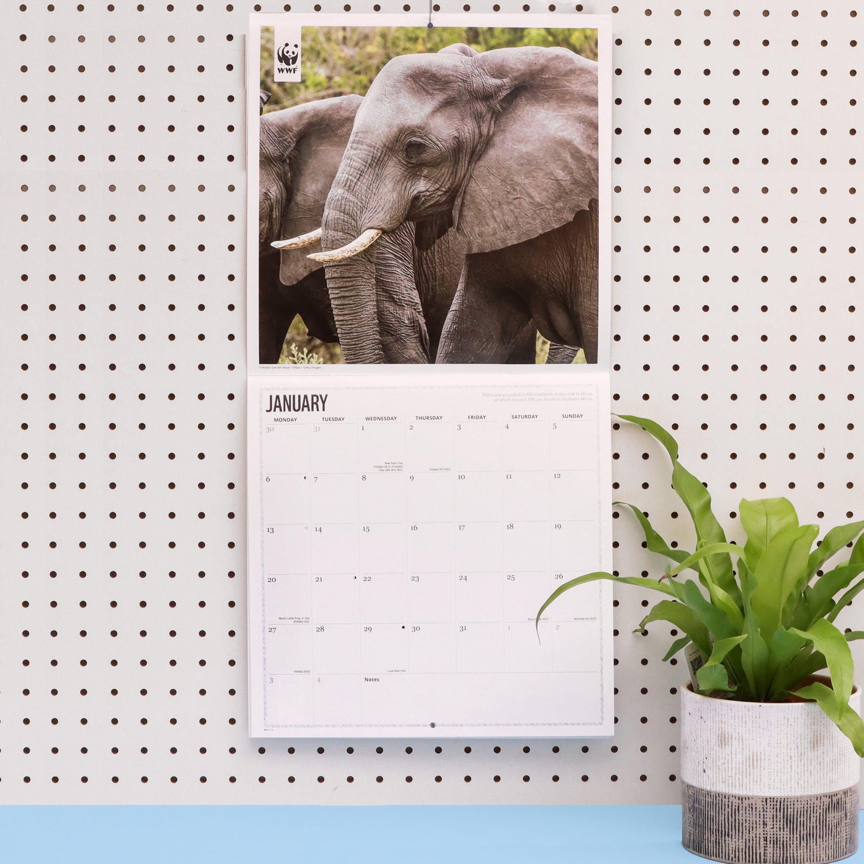 Elephants Wall Calendar 2025