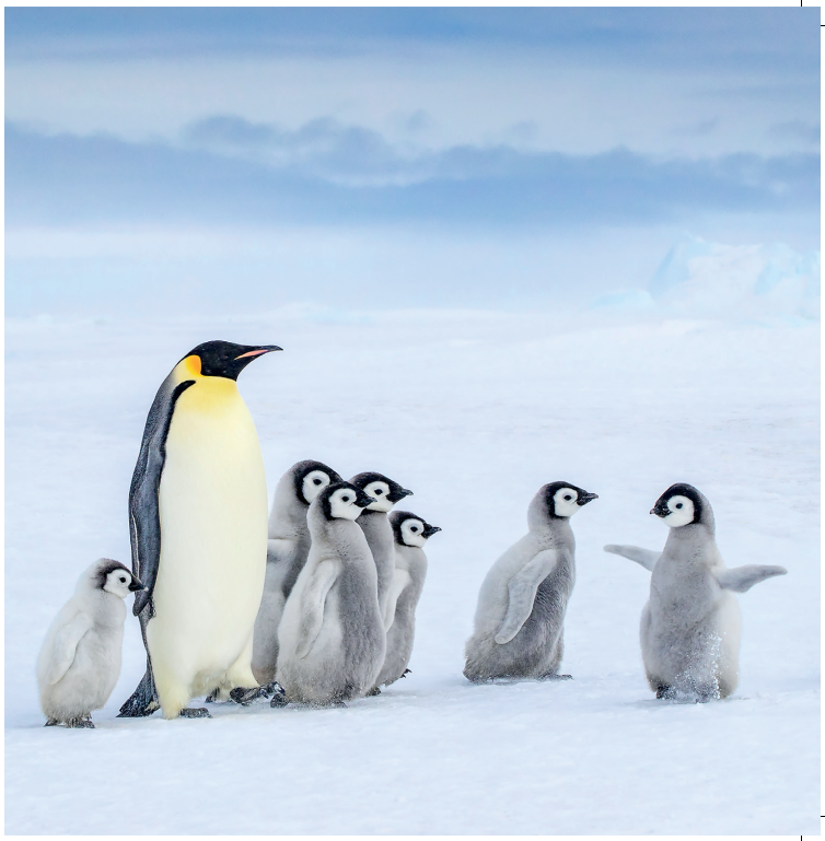 Close up of Emperor Penguins Card design; one adult and 7 young emperor penguin chicks looking and walking ahead on ice.