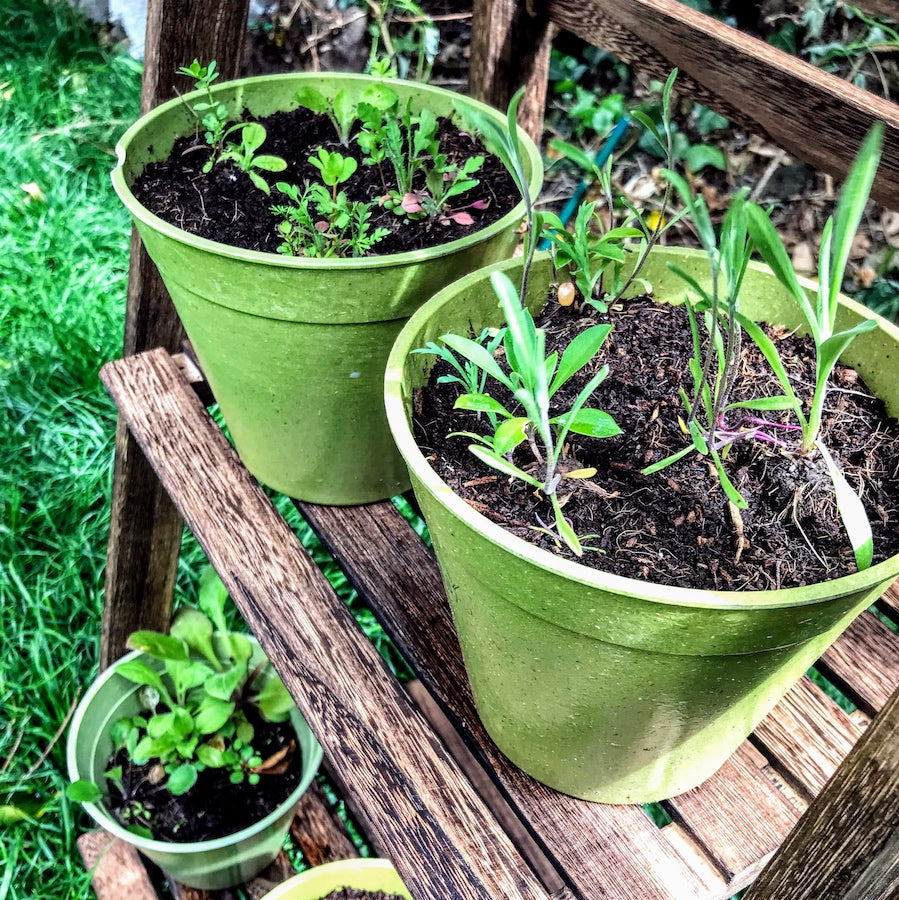 Seedball Mini Meadow Bamboo Pots - Bee Mix