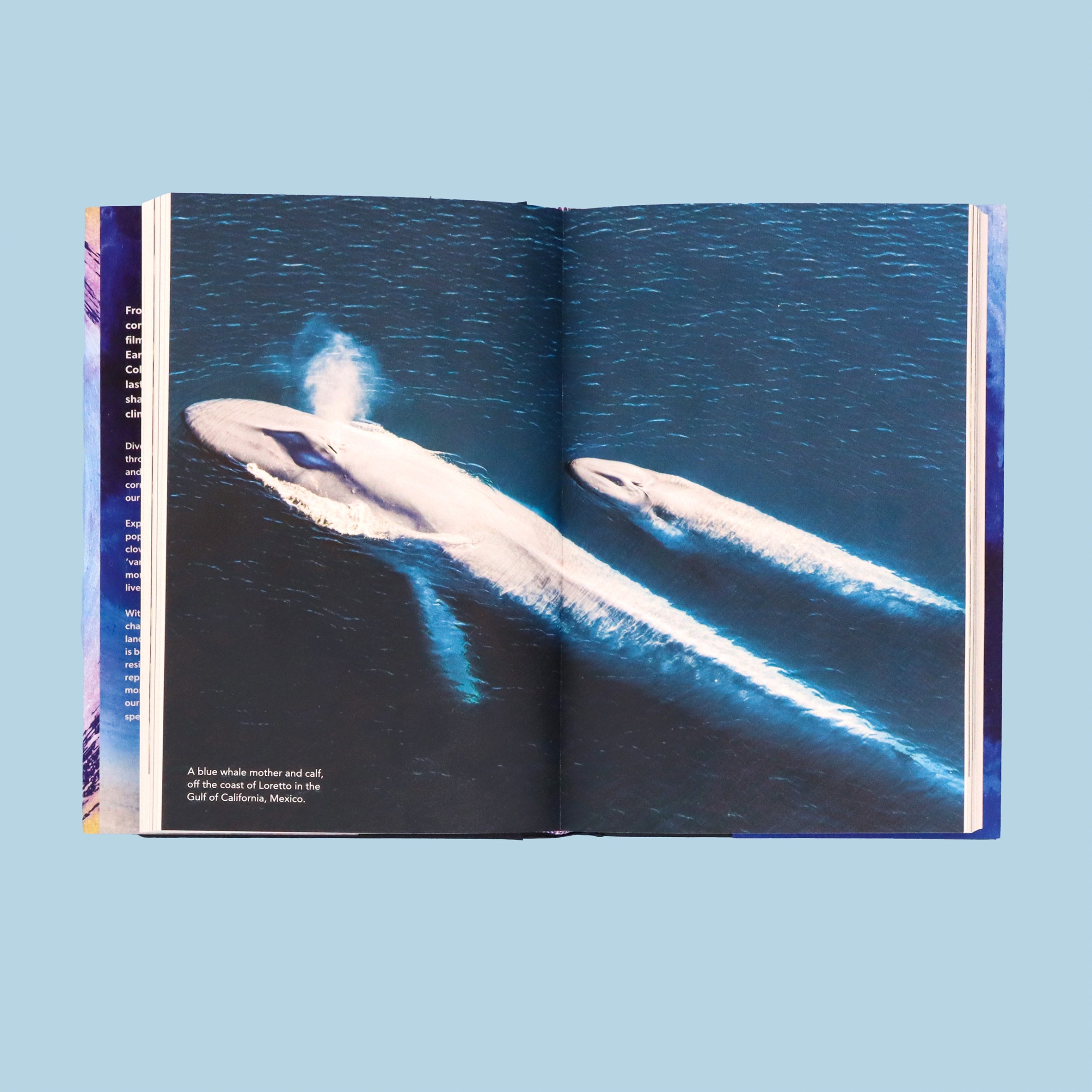 Ocean: Earth's Last Wilderness