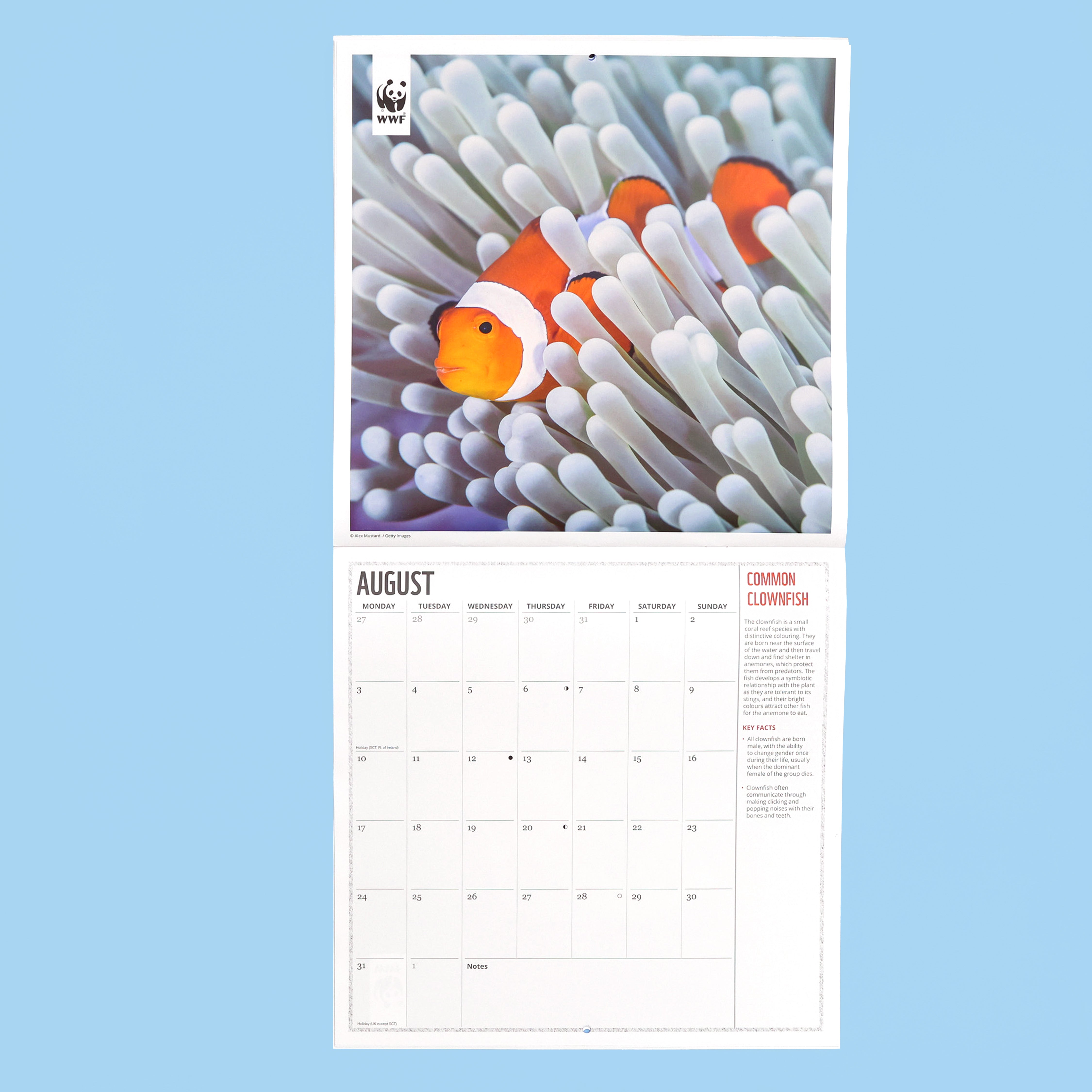 Oceans Wall Calendar 2026