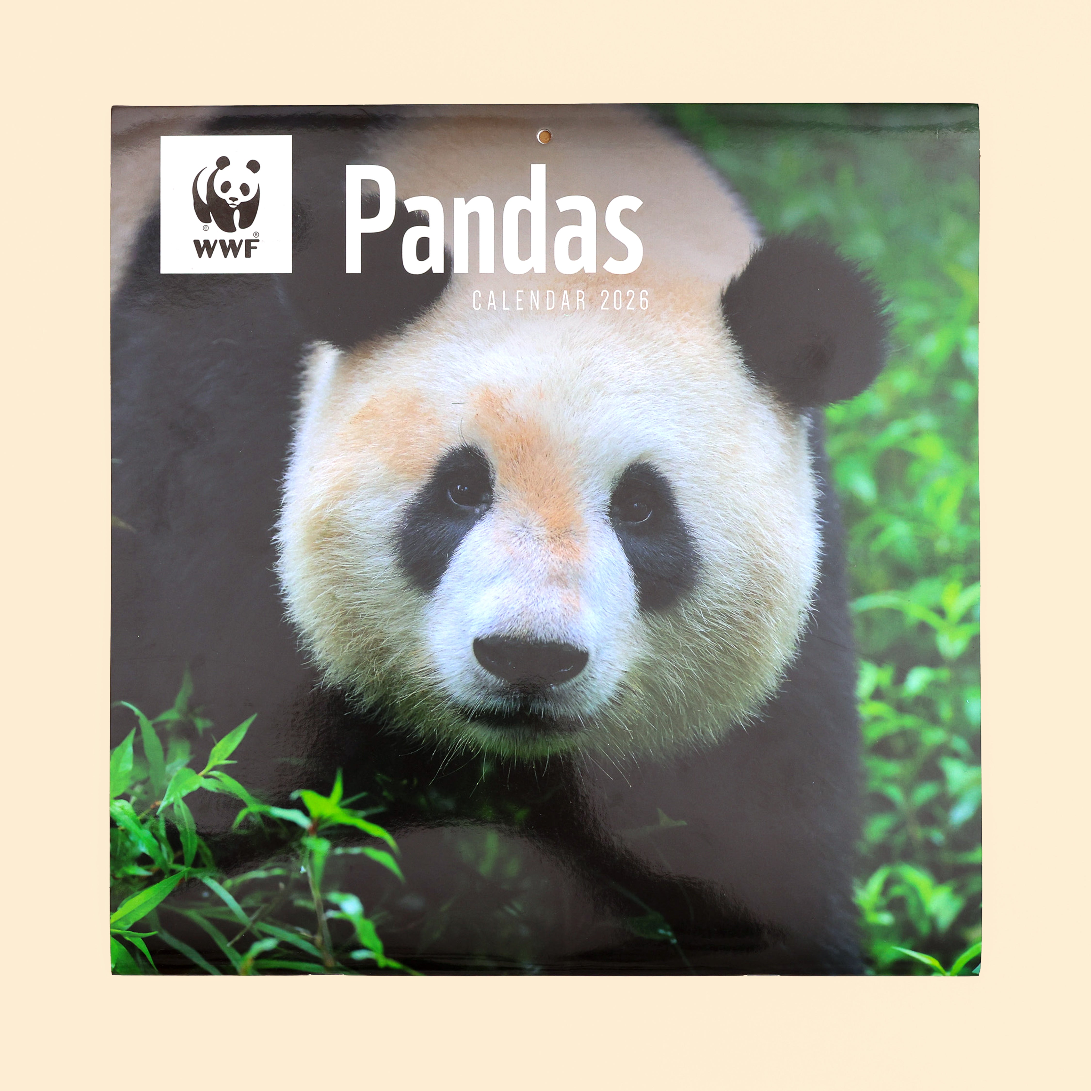 Panda Wall Calendar 2026
