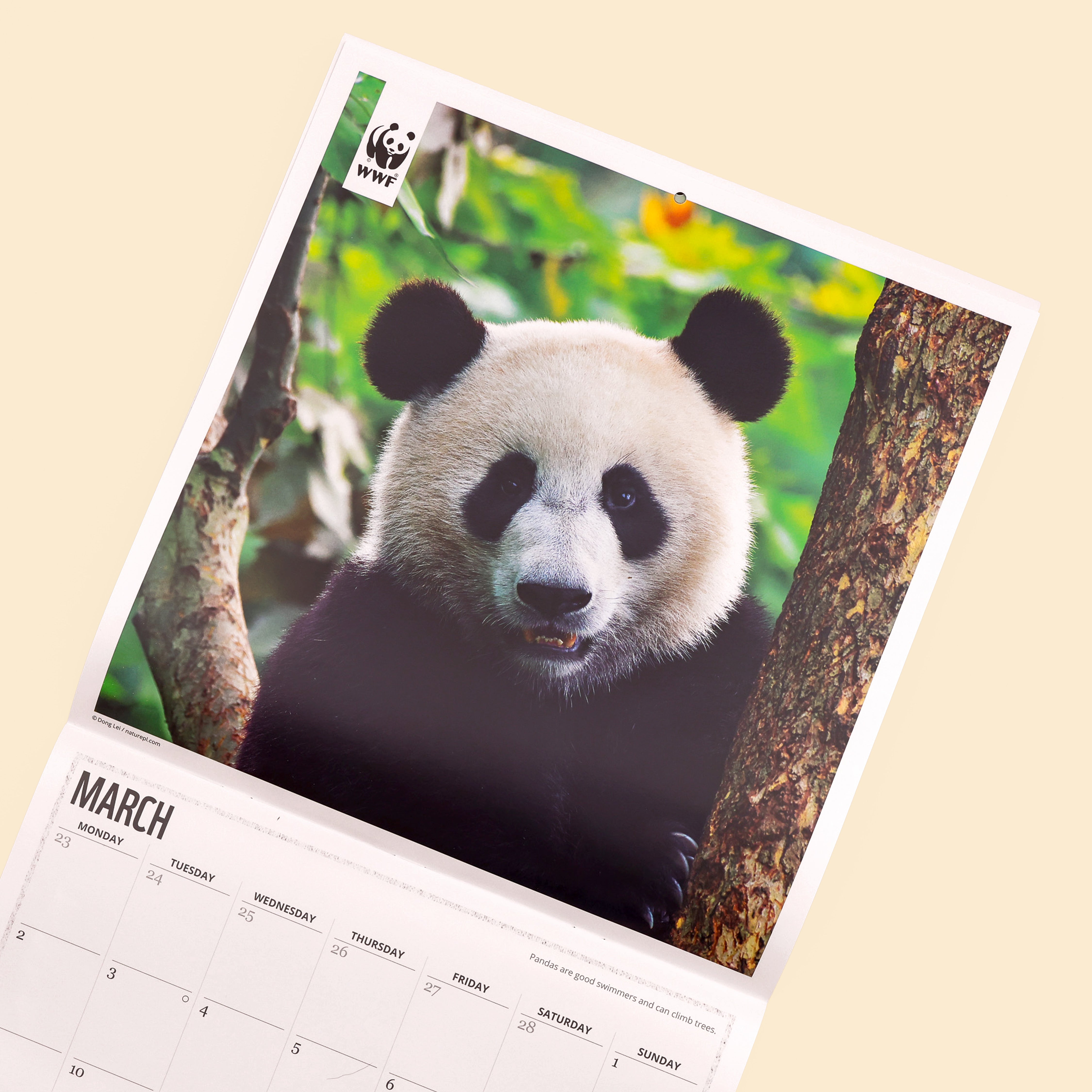 Panda Wall Calendar 2026
