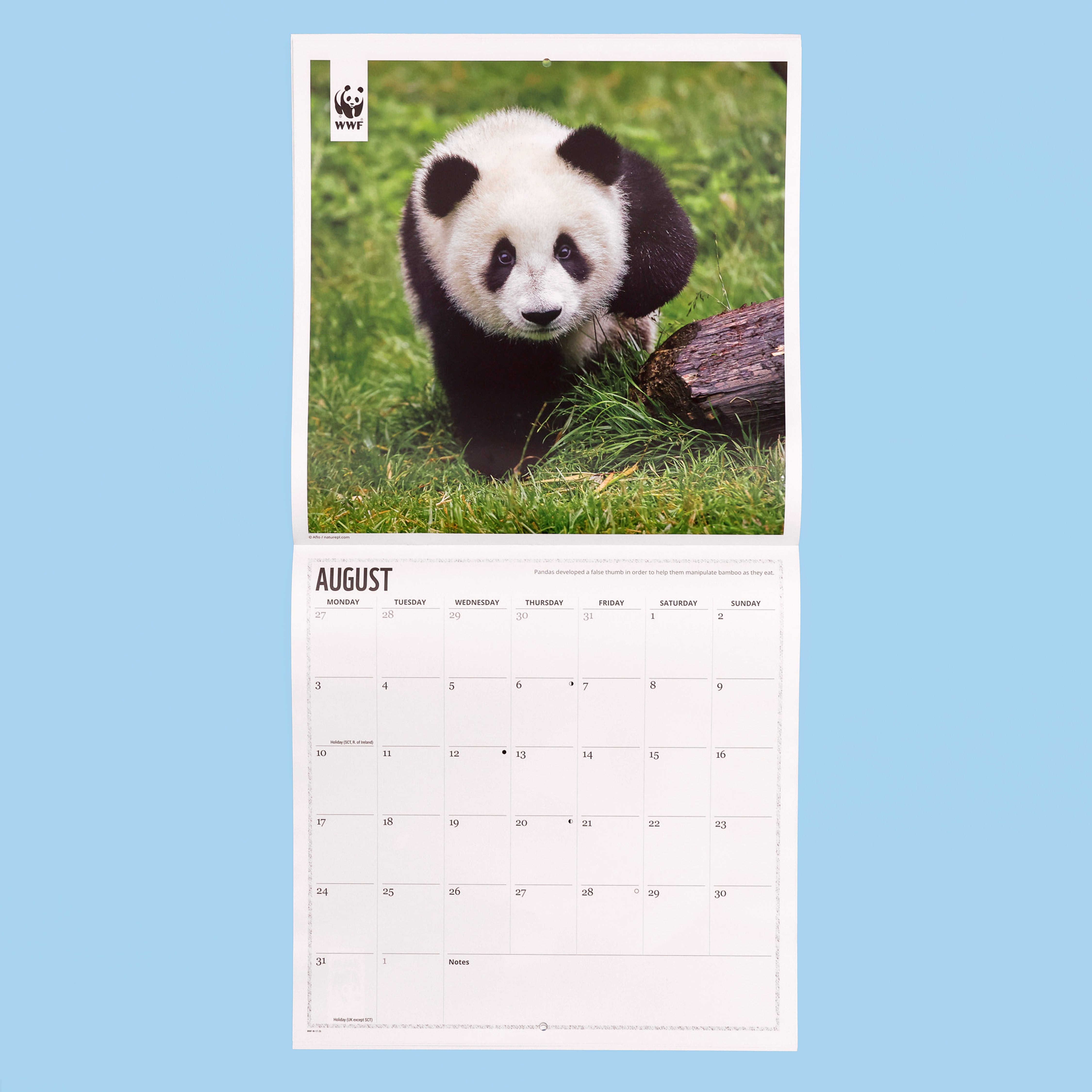 Panda Wall Calendar 2026