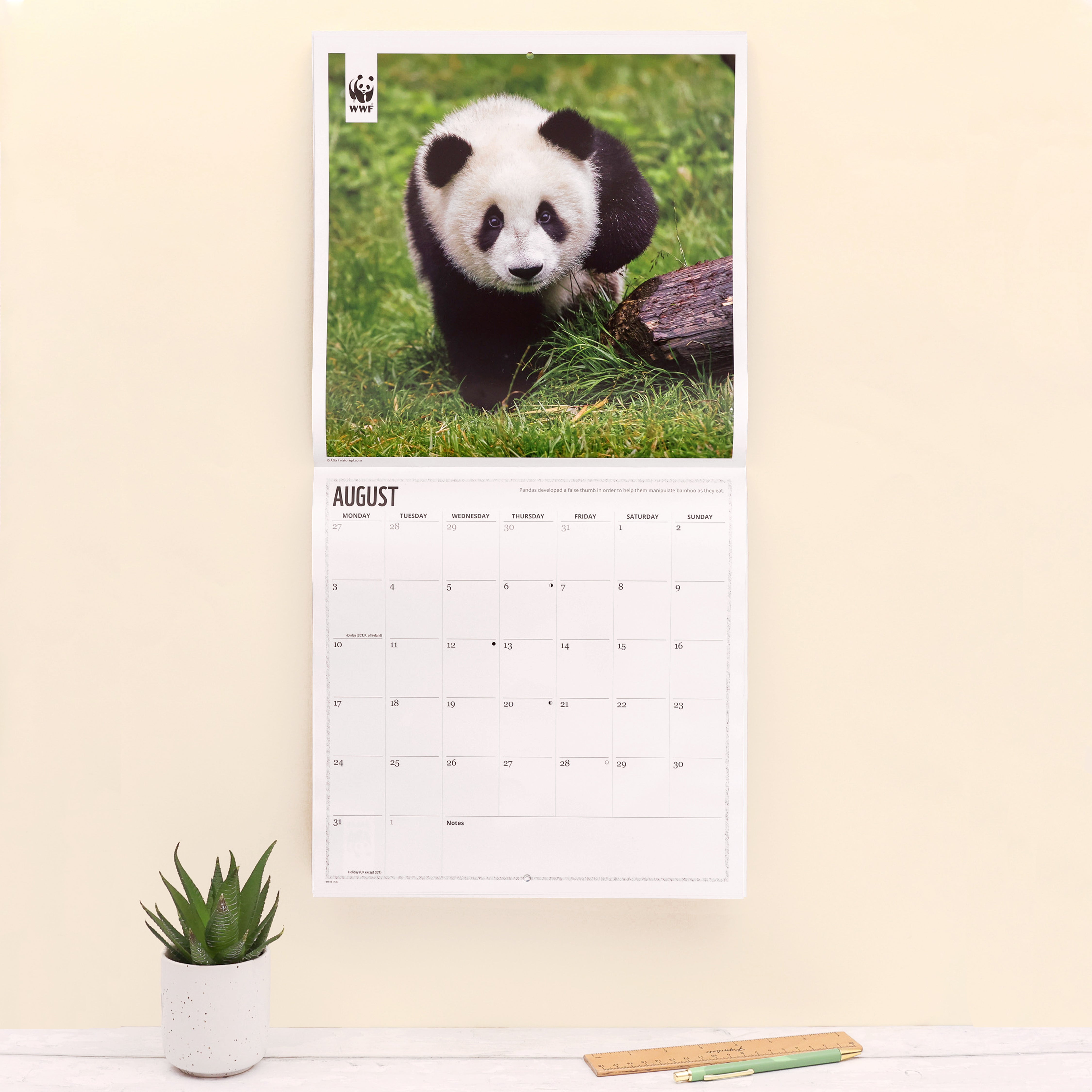 Panda Wall Calendar 2026