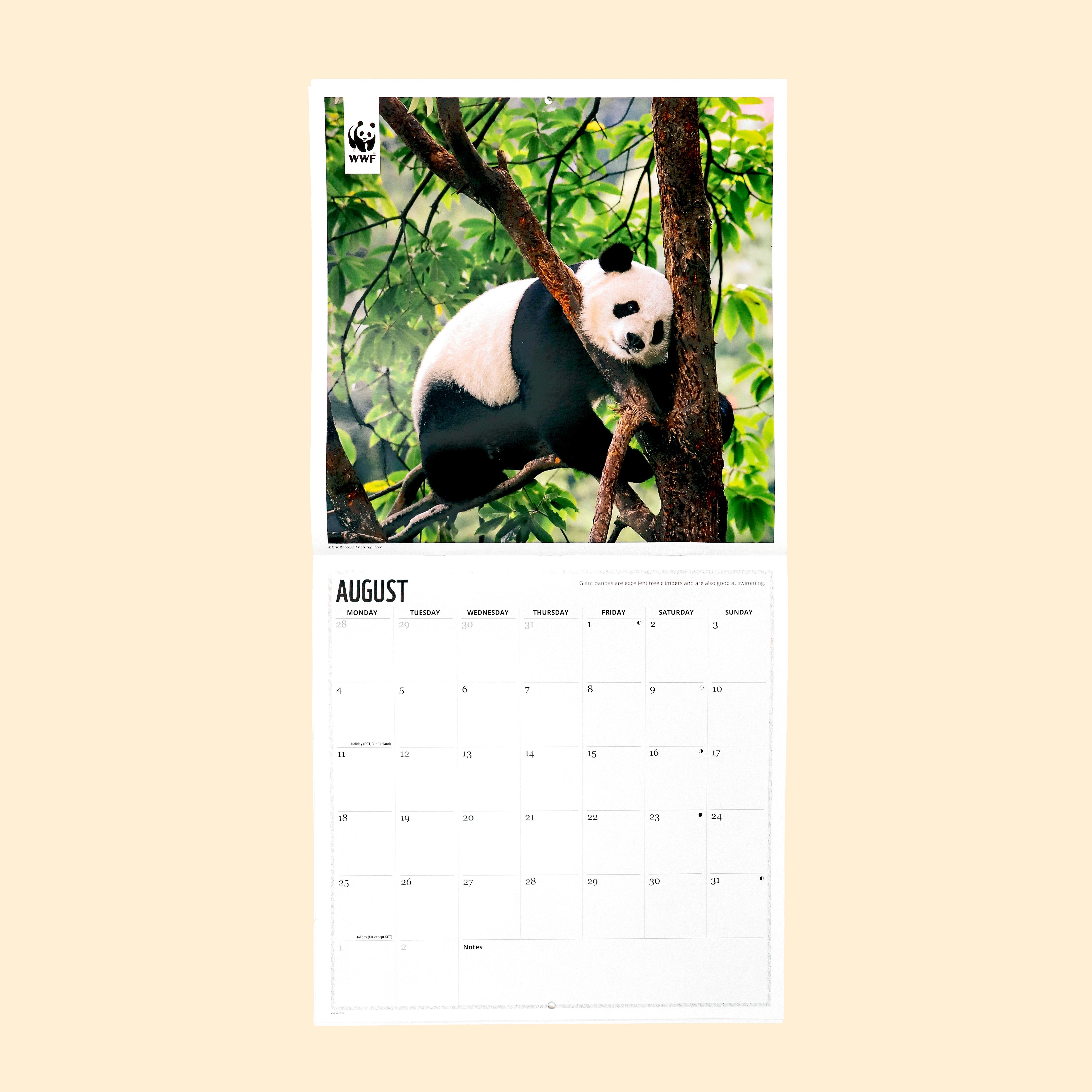 Panda Wall Calendar 2025