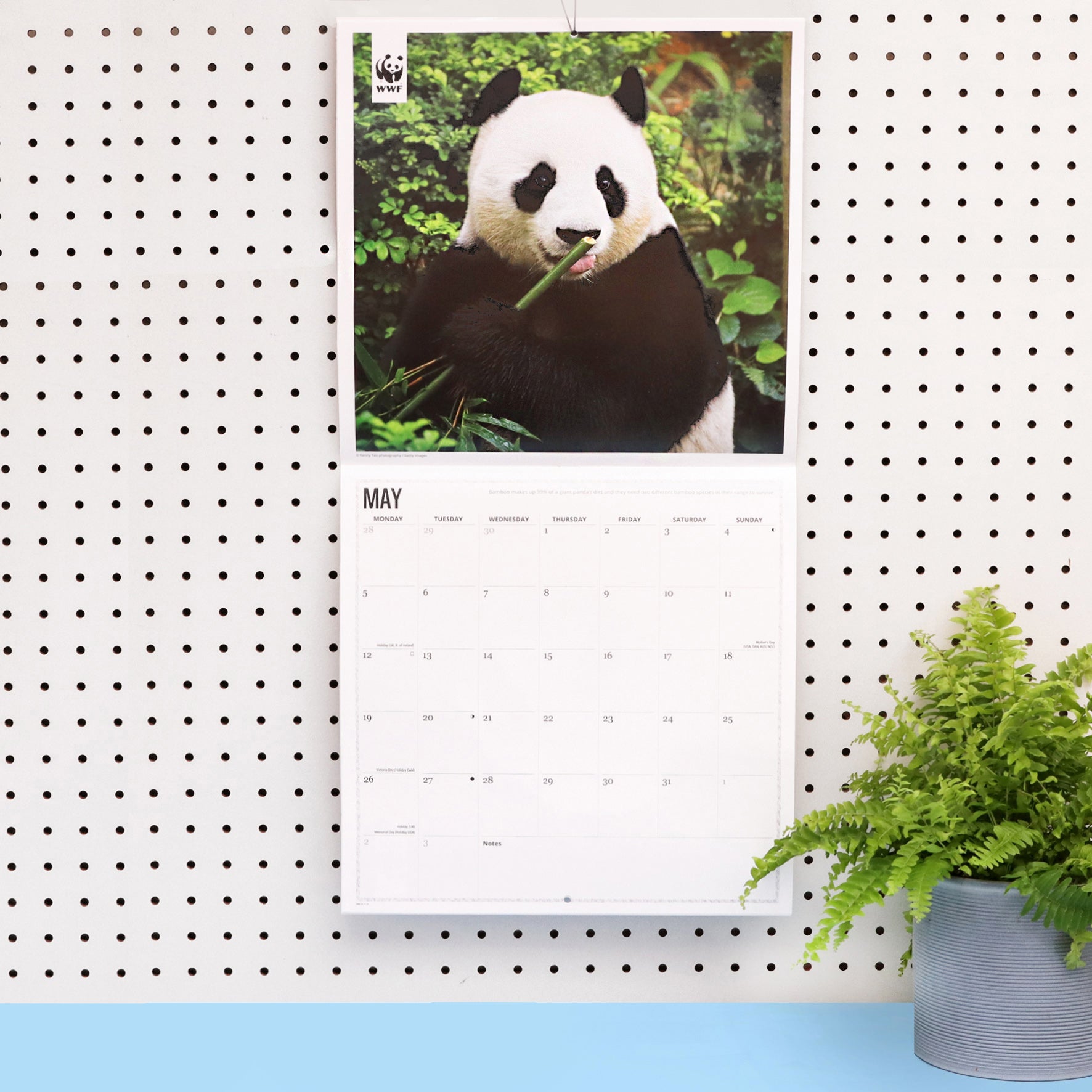 Panda Wall Calendar 2025