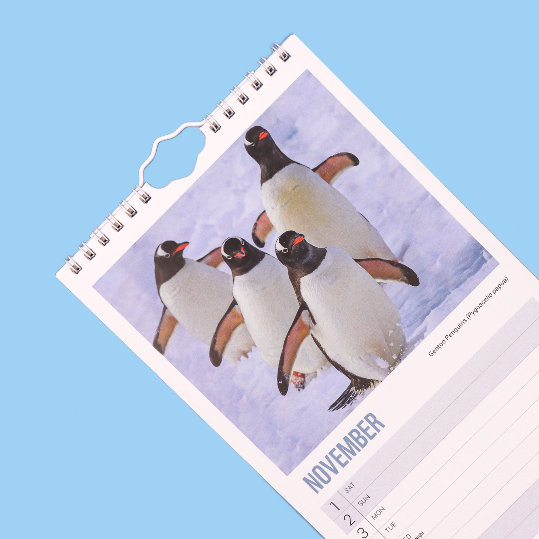 Penguin Gift Set