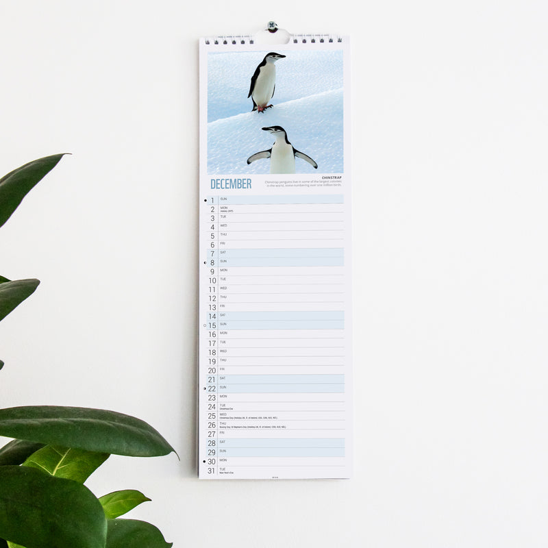 Penguins Slim Calendar 2024