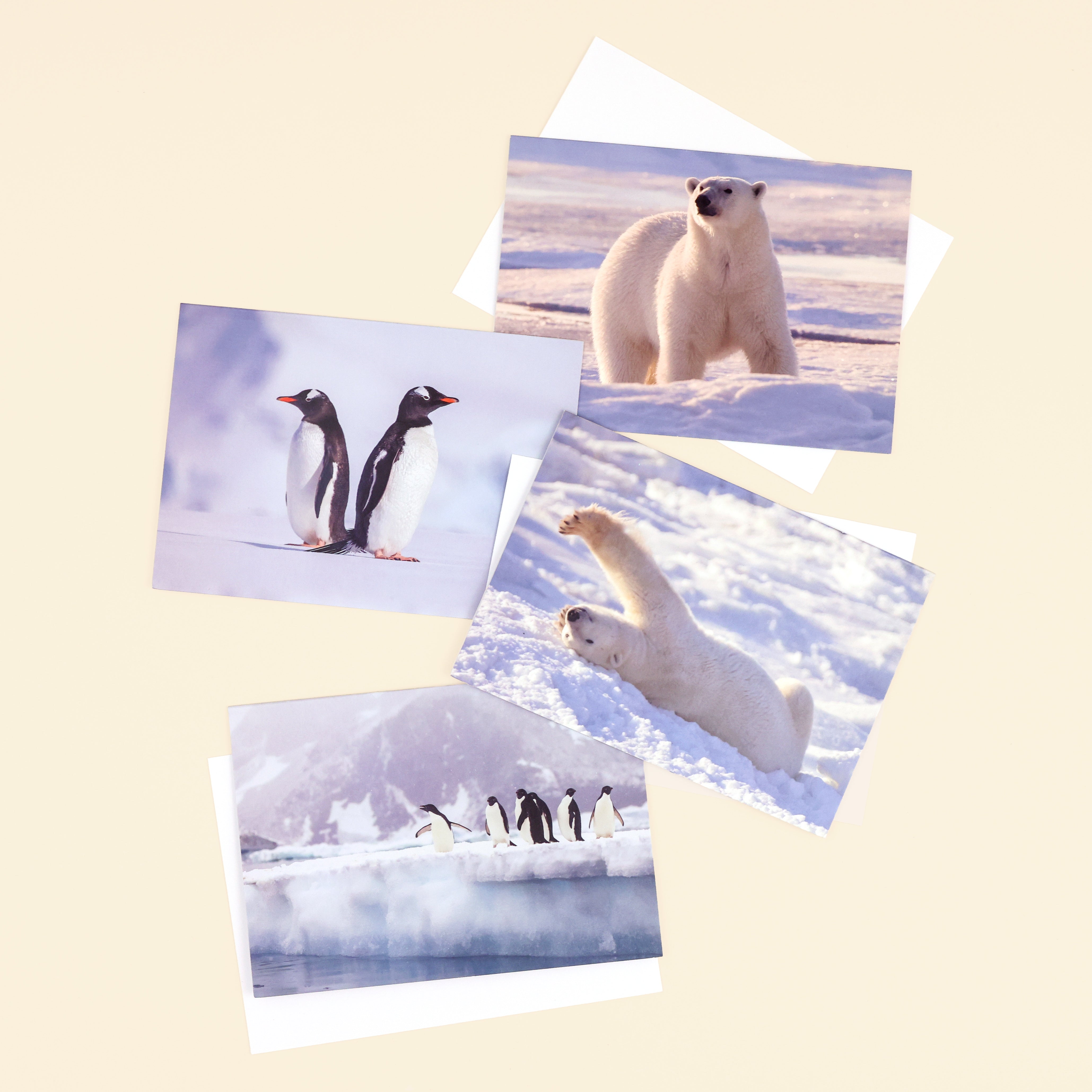 Polar Bear & Penguin Christmas Cards (multipack of 8)