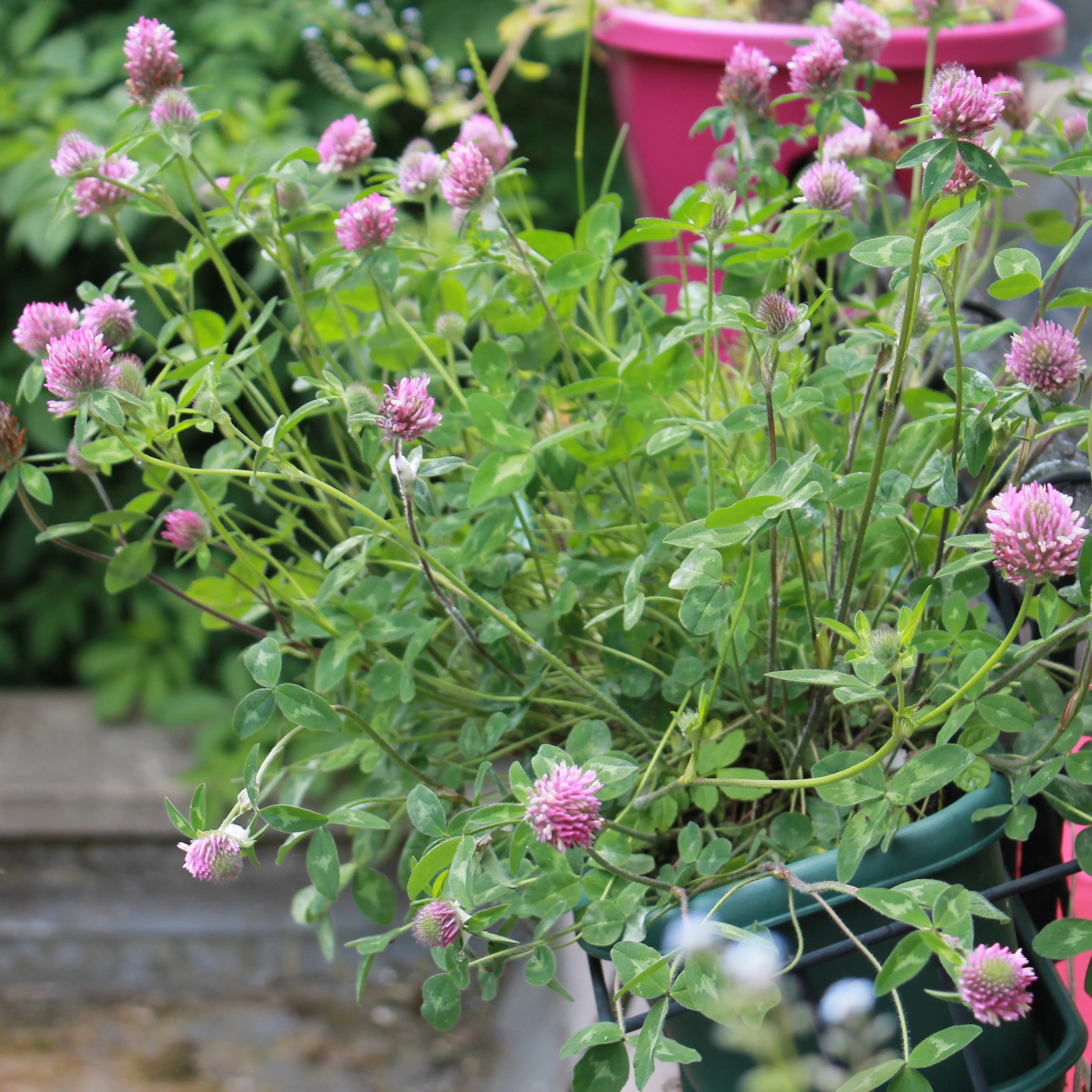 Seedball Wildflower Bag - Edible Flowers