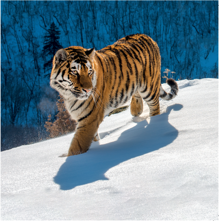 Close up of Snow tiger design; Amur tiger walking in the forest of deep snow looking to the left