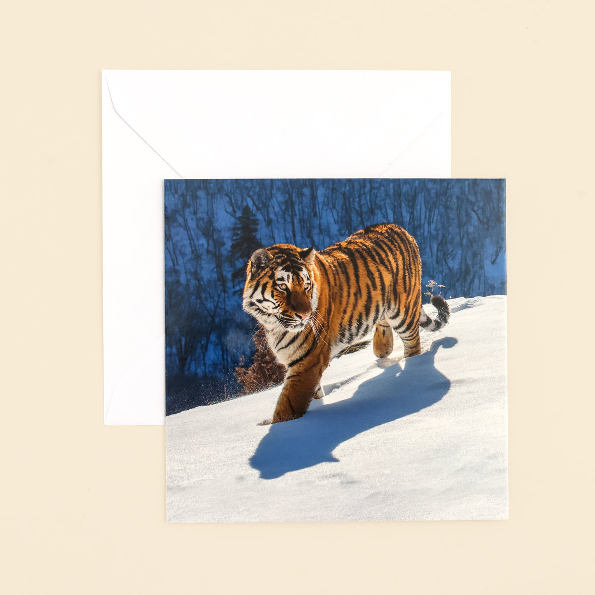 Snowy Tiger Christmas card with envelope on cream surface