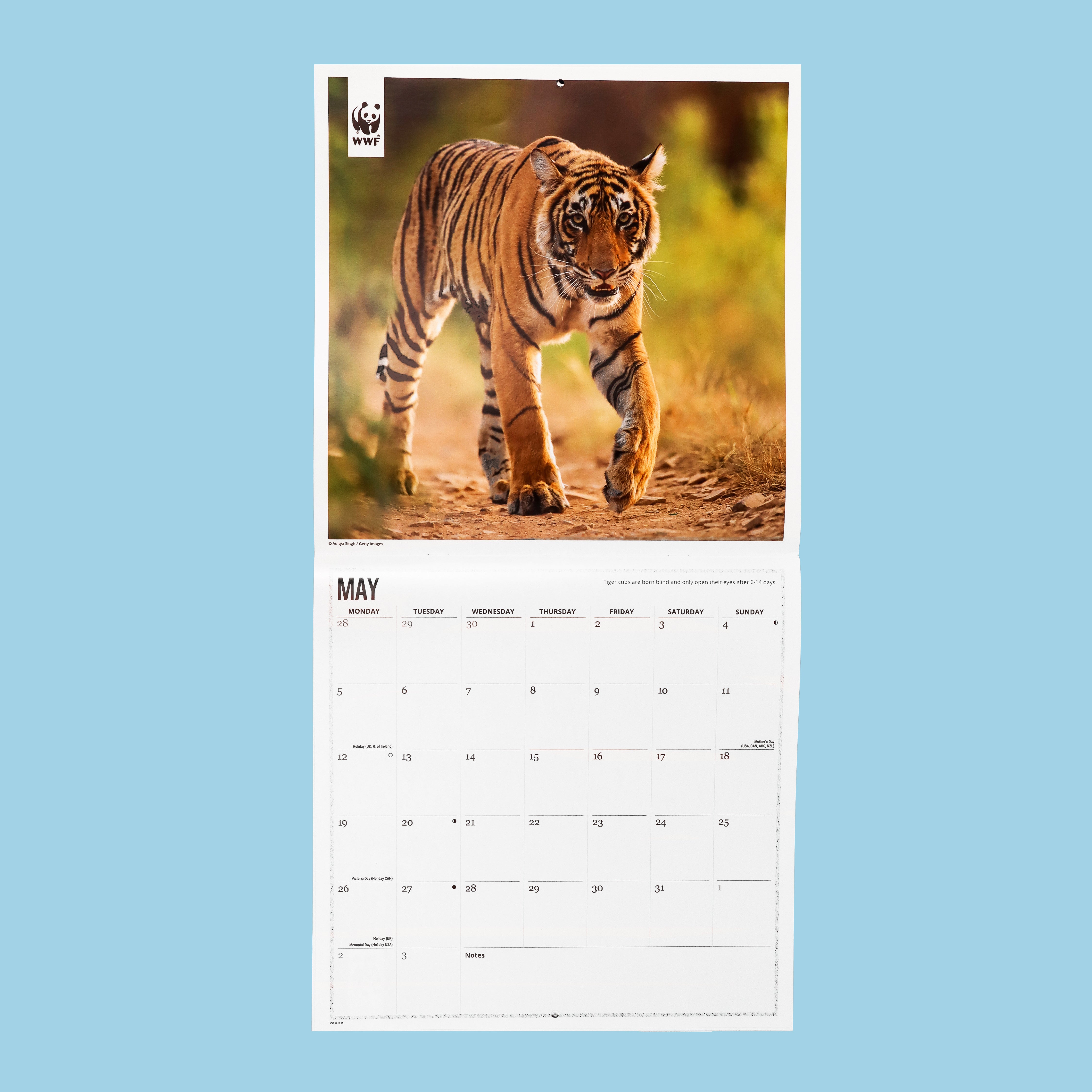 Tiger Wall Calendar 2025