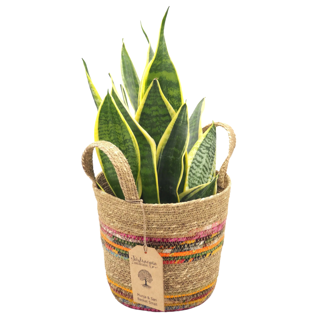 Munja And Reclaimed Fabric Eco Plant Pot Cover With Handles – Set Of 3