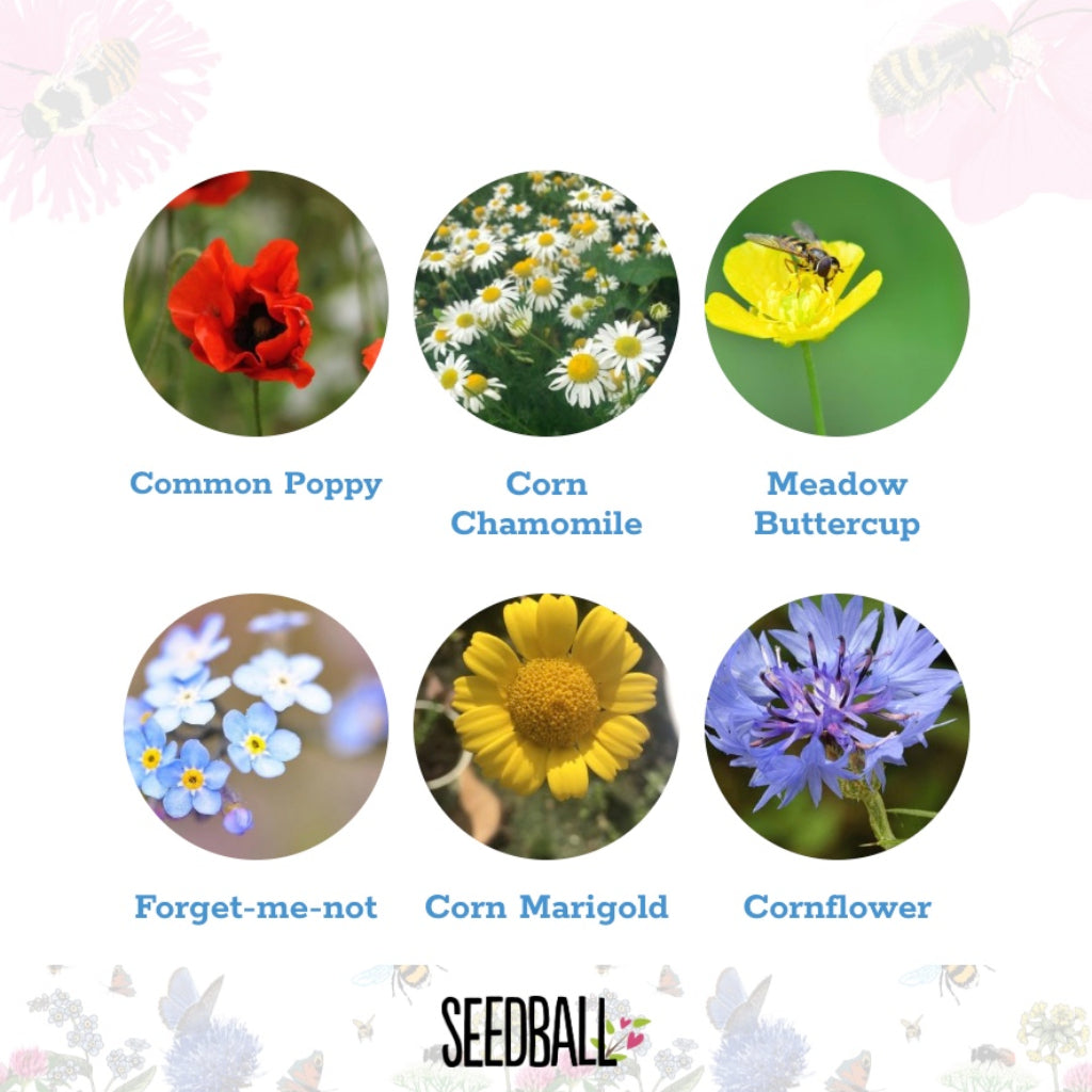 Seedball Wildflower Jar - Buttercup