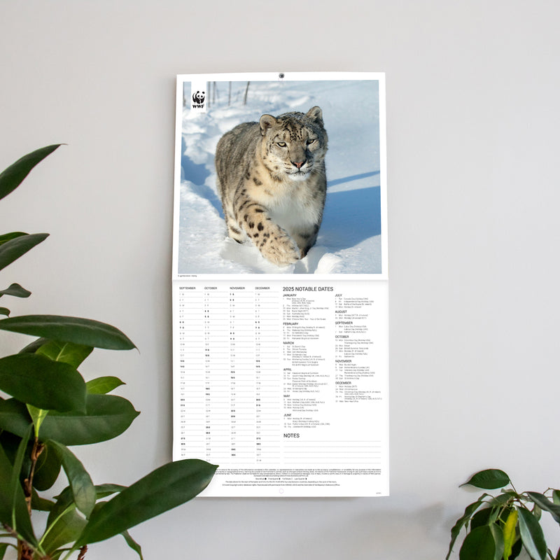 Big Cats Wall Calendar 2024