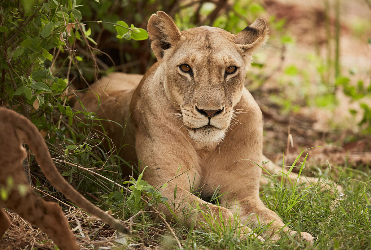 GPS unit to record lion movements