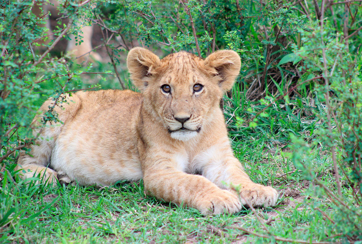Wildlife club activities
