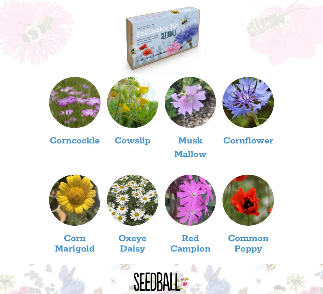 Seedball Pocket Pollinator Kit