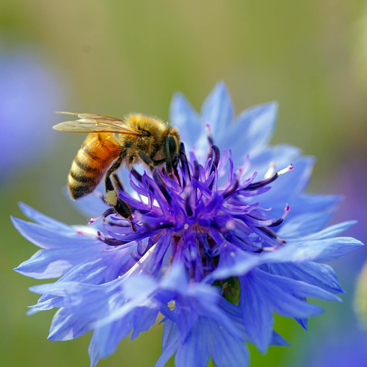 Seedball Wildflower Jar - Cornflower