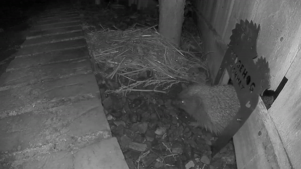 Seedball Hedgehog Highway Sign