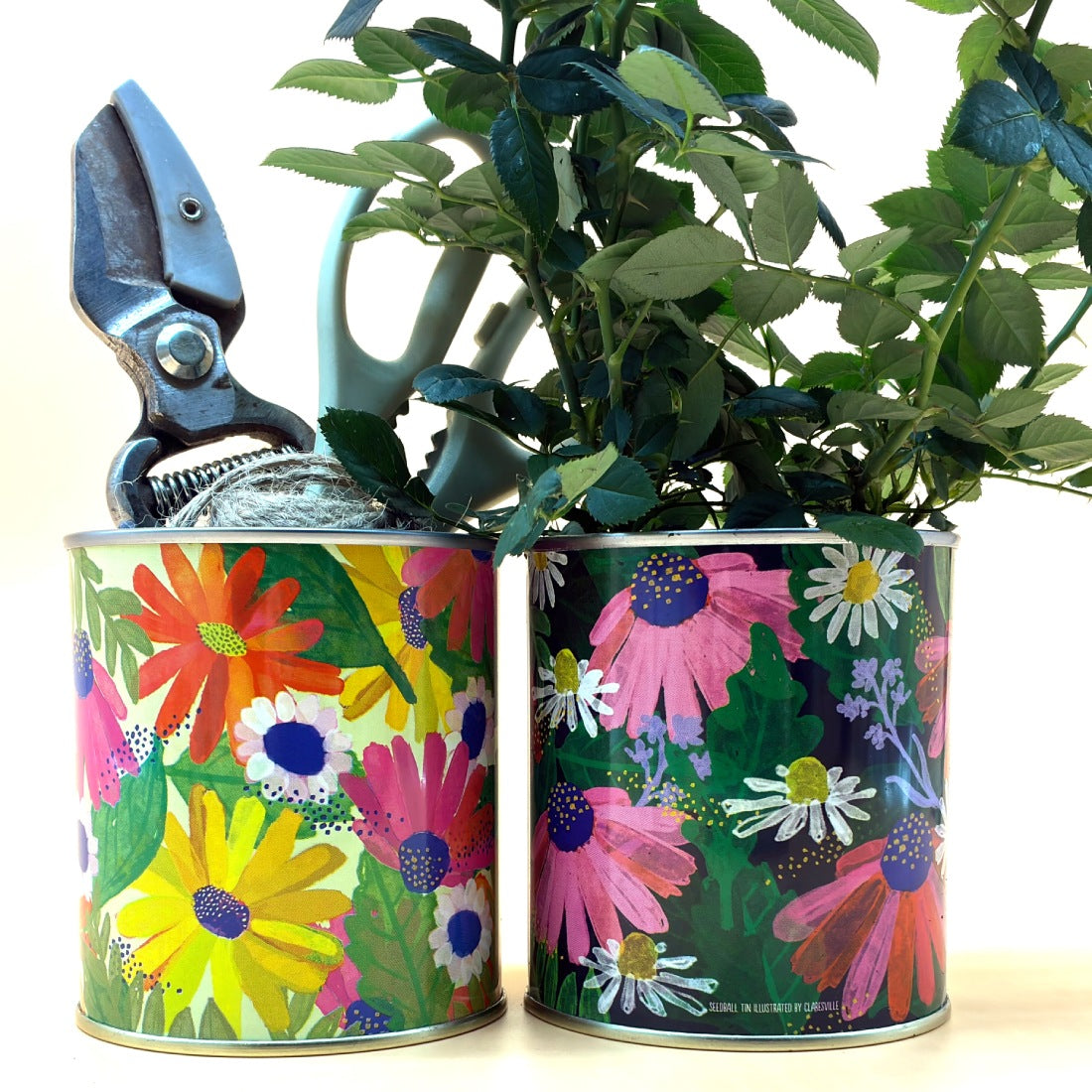 Seedball Wildflower Grow Kit - Forget-Me-Not