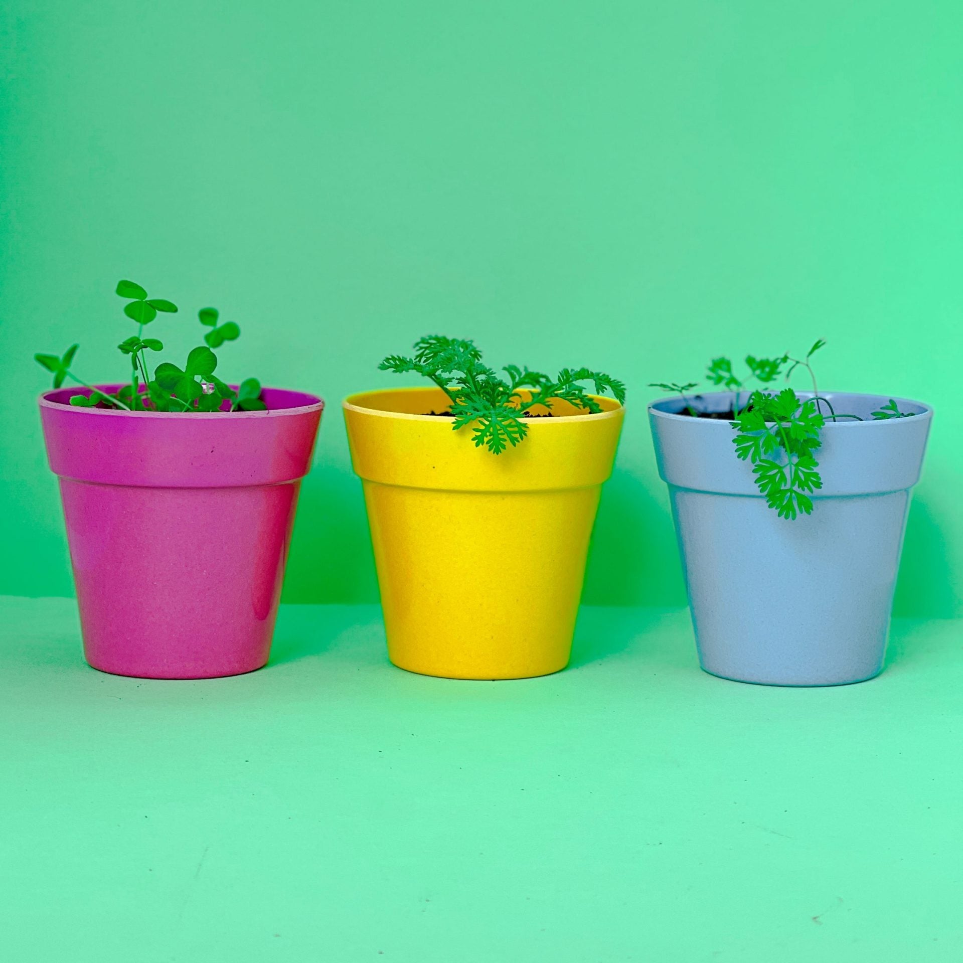 Seedball Herb Tube Collection - Parsley